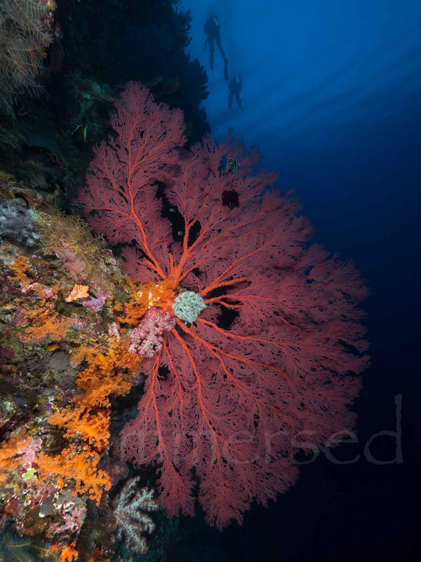 Gorgonian, Sermata Kapala