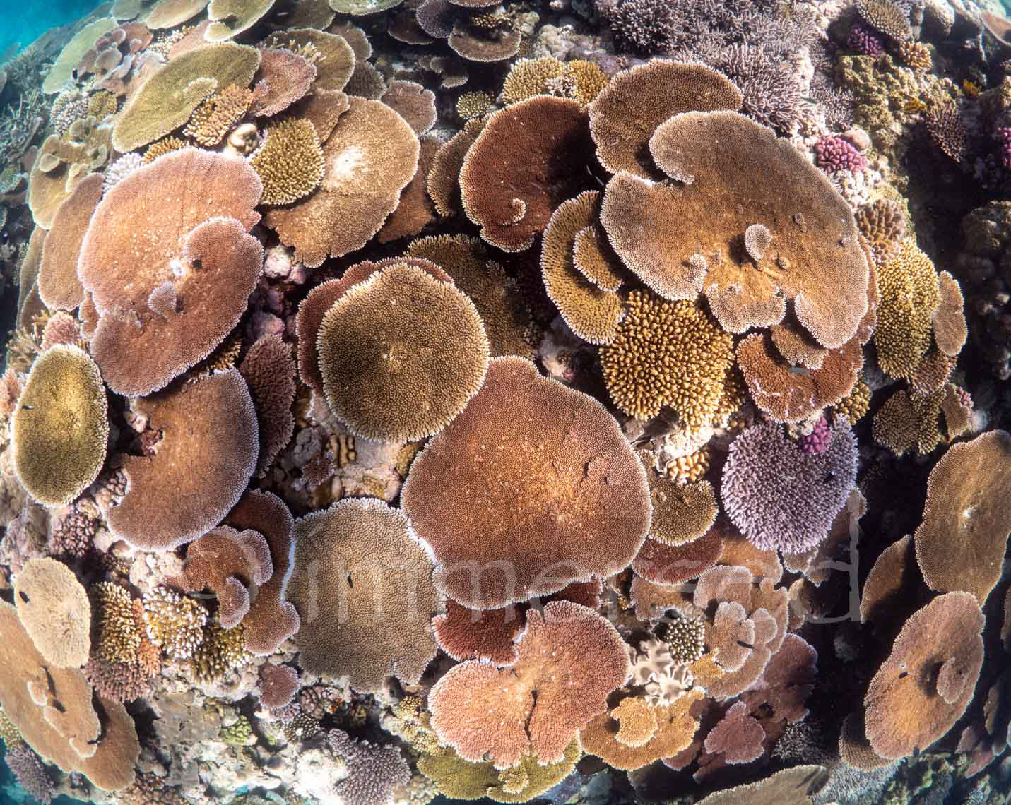 Coral gardens at The Cod Hole