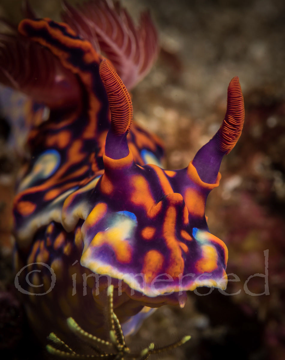 Ceratosoma magnificum, Komodo