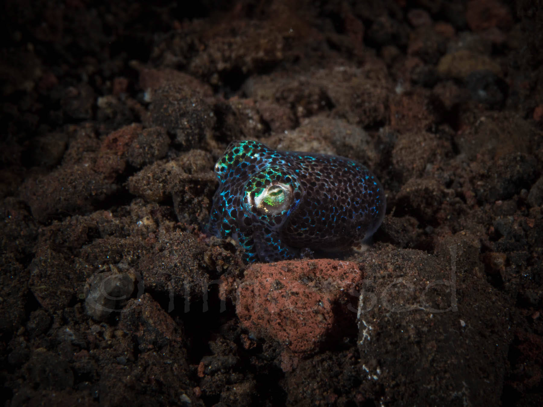 bobtail squid