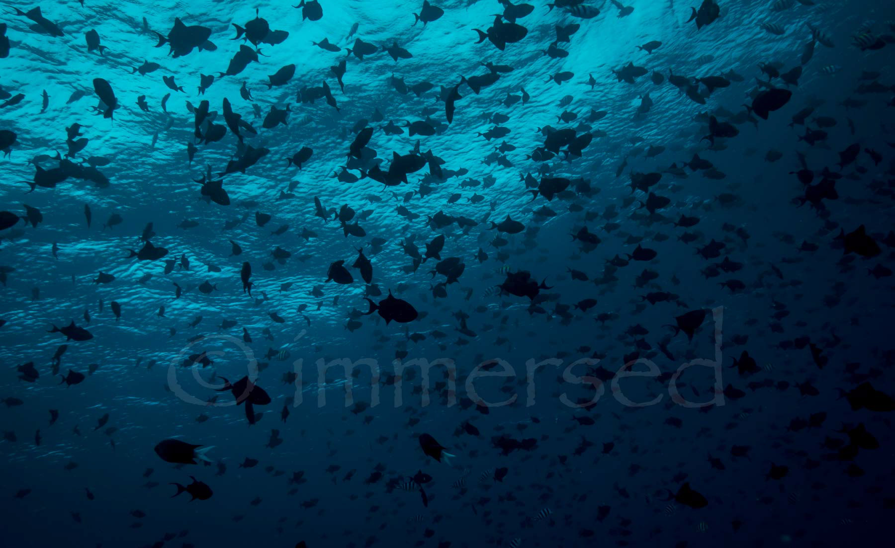 red tooth triggerfish, Wakatobi