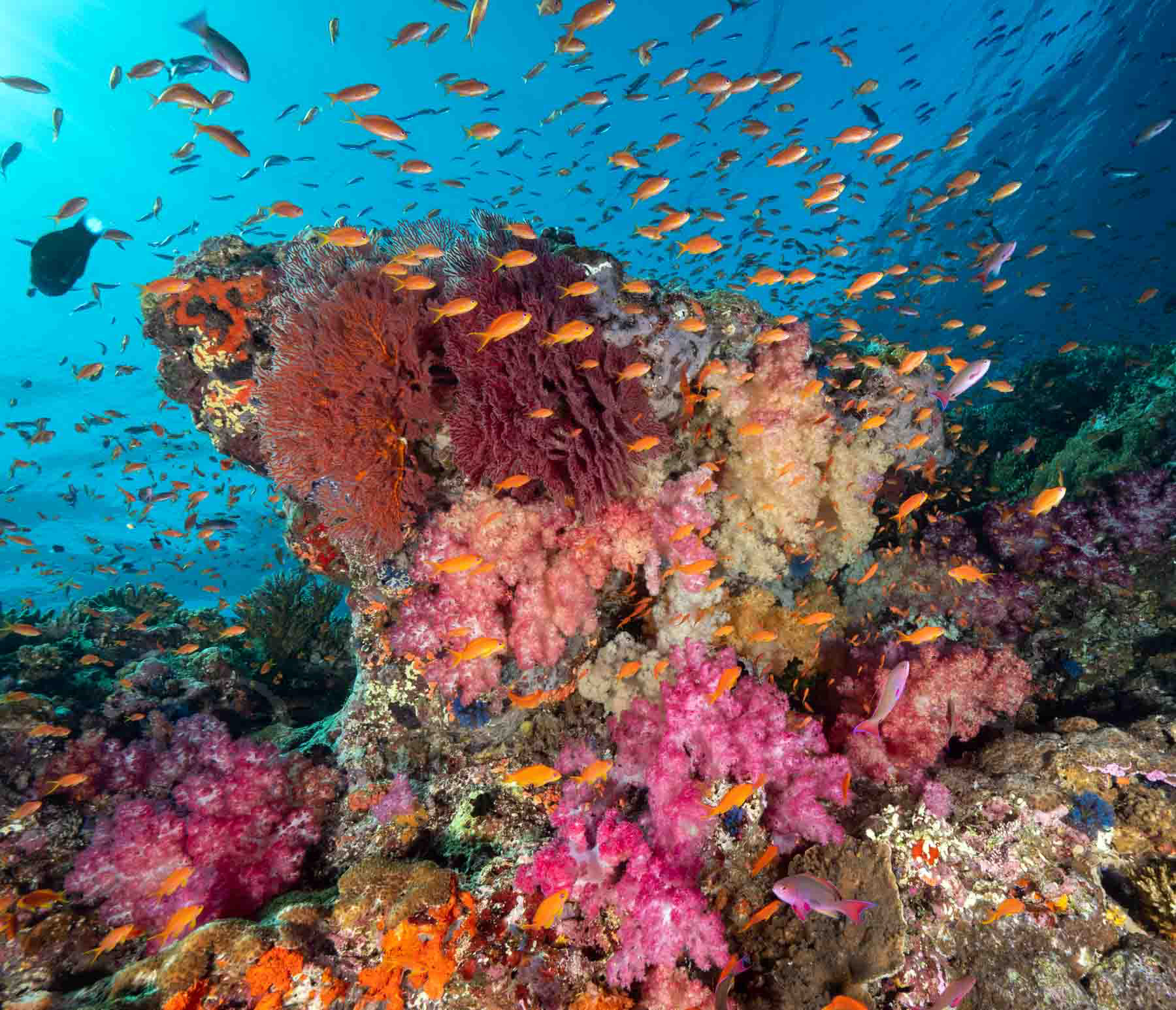 Raja Ampat