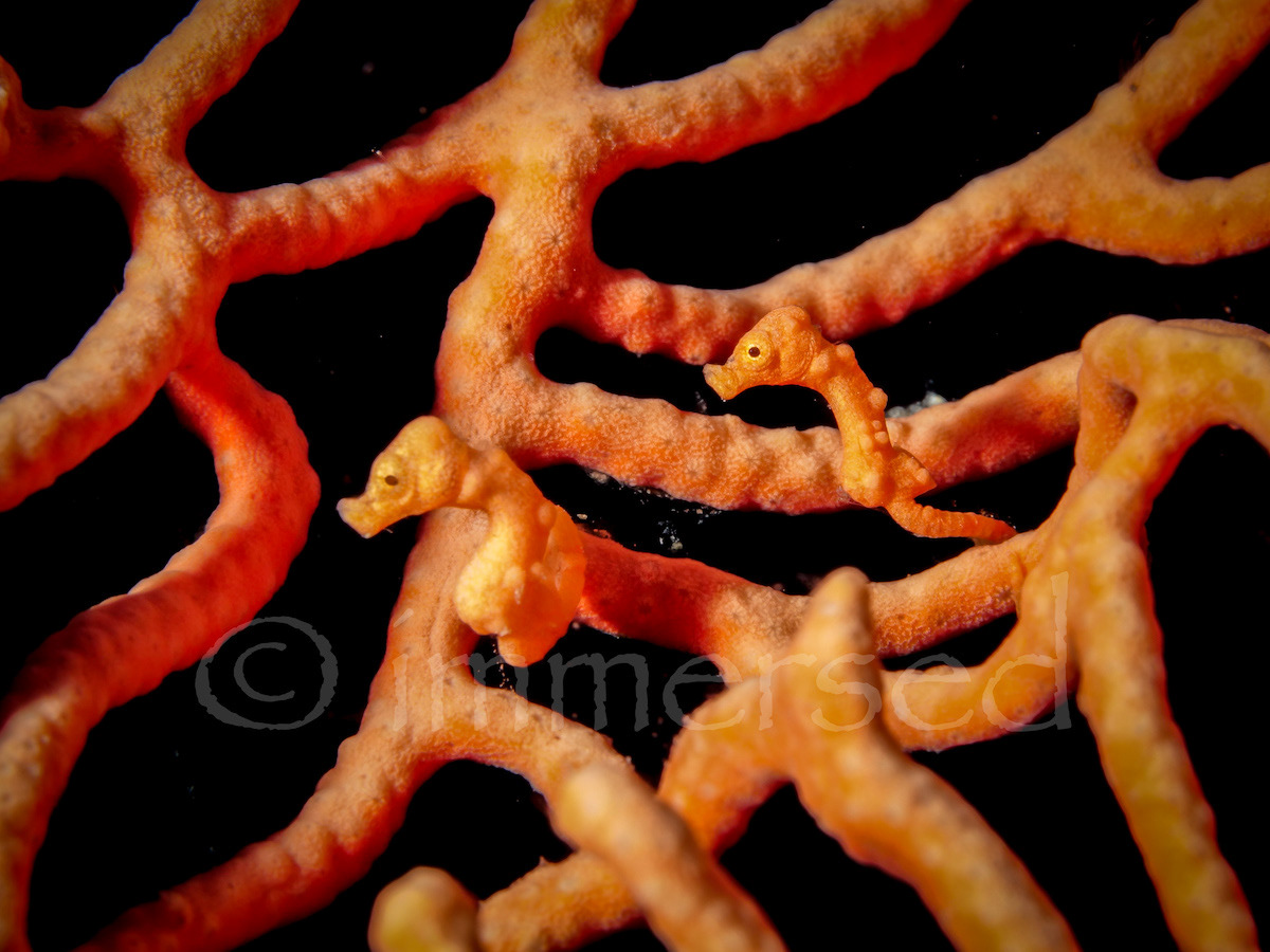 Denise's pygmy seahorses, Raja Ampat