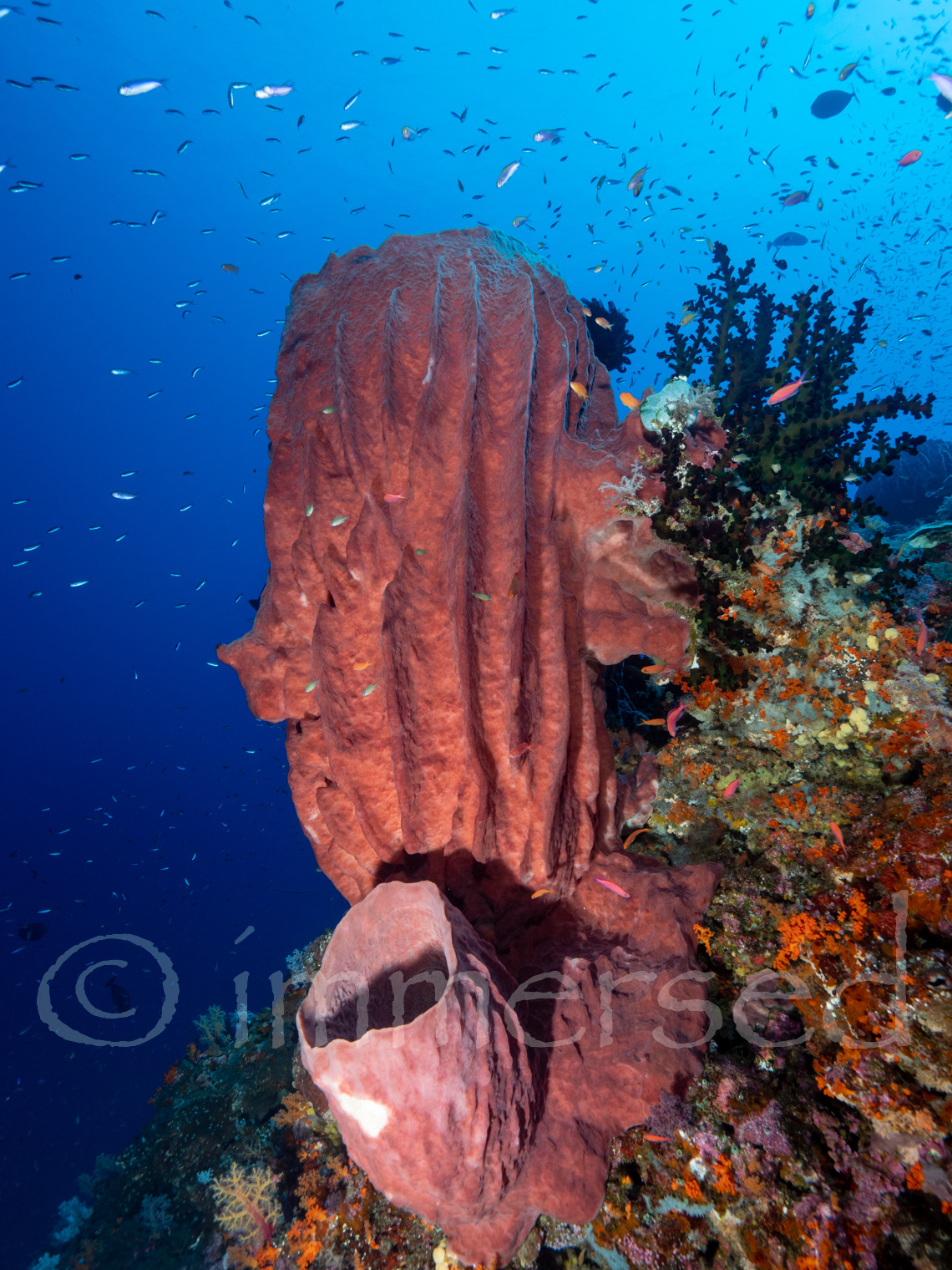 Barrel sponges at Manuk (Snake Island)