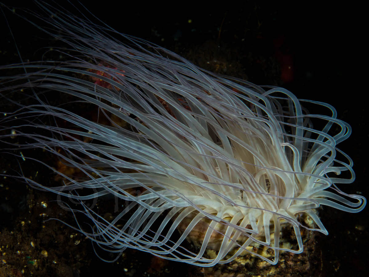 tube anemone