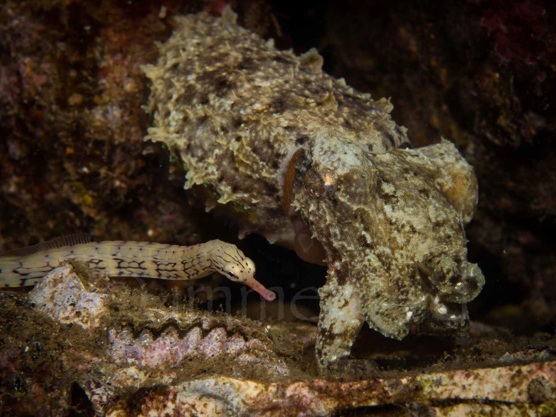 rooftop pipefish AND cuttlefish