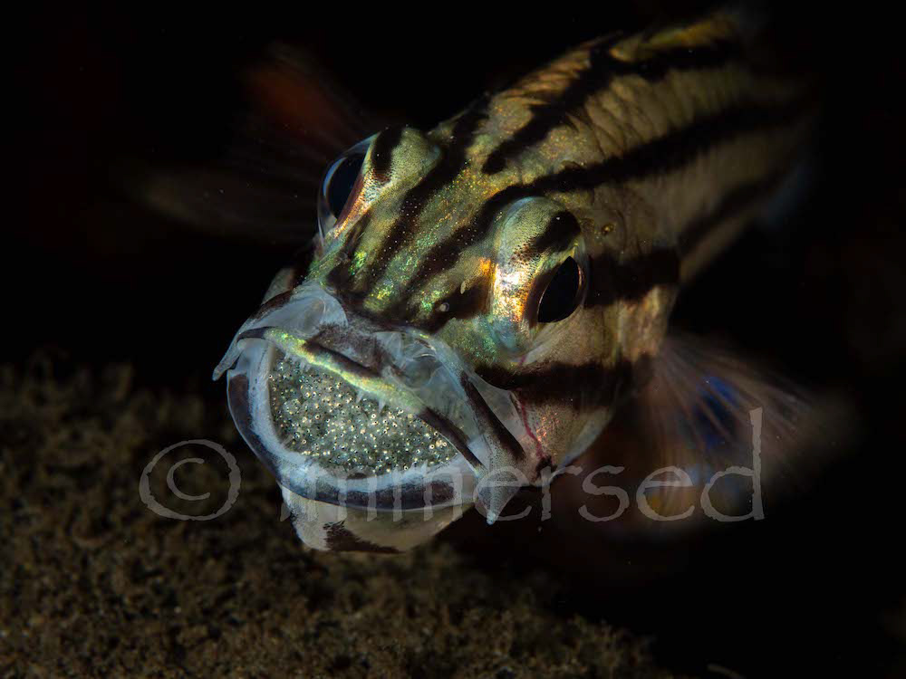 Cardinal fish mouth brooding