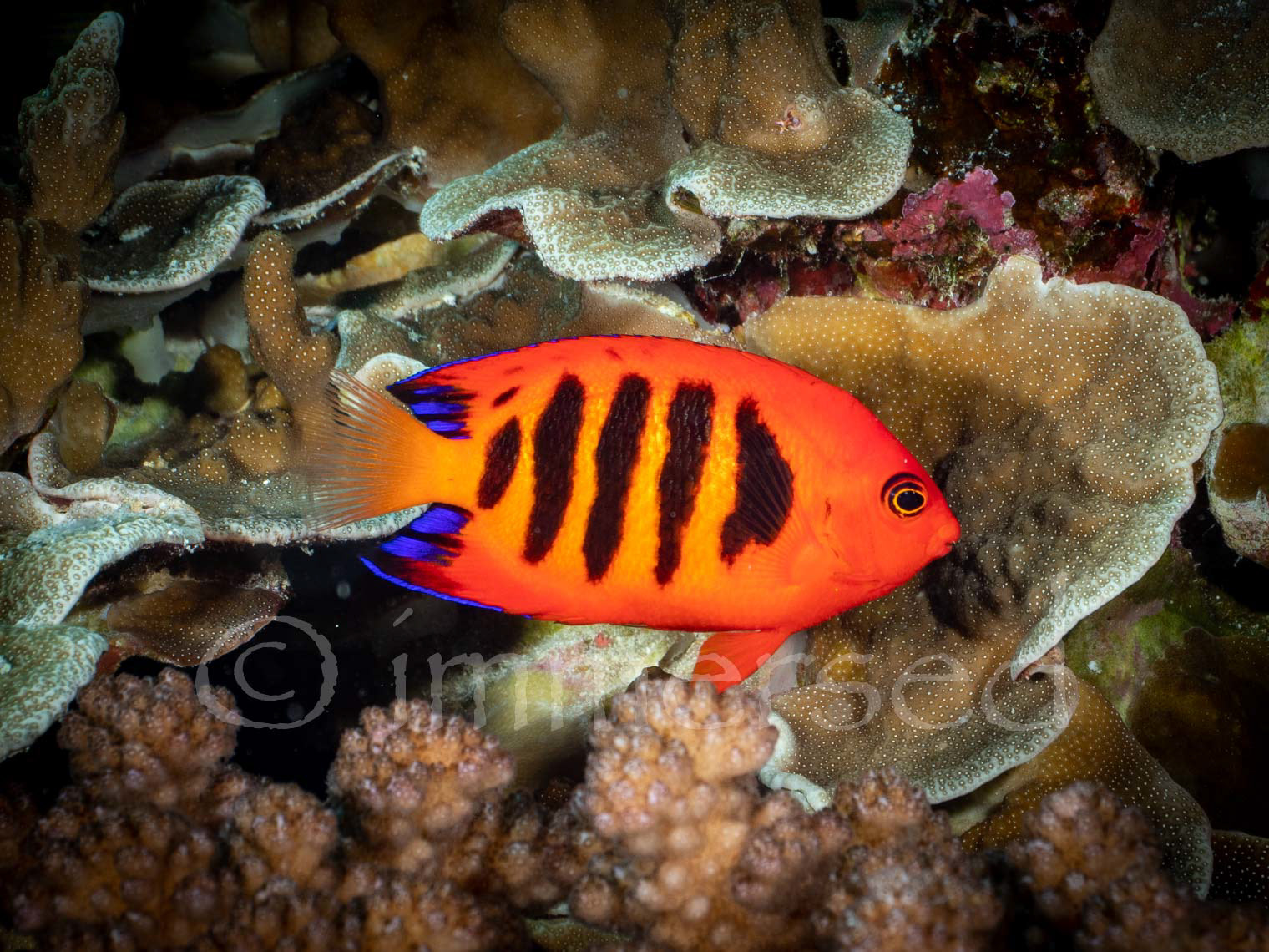 Flame angelfish