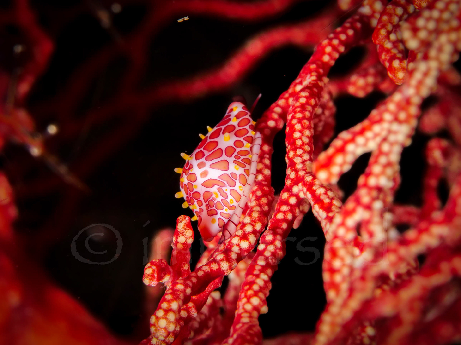 cowrie