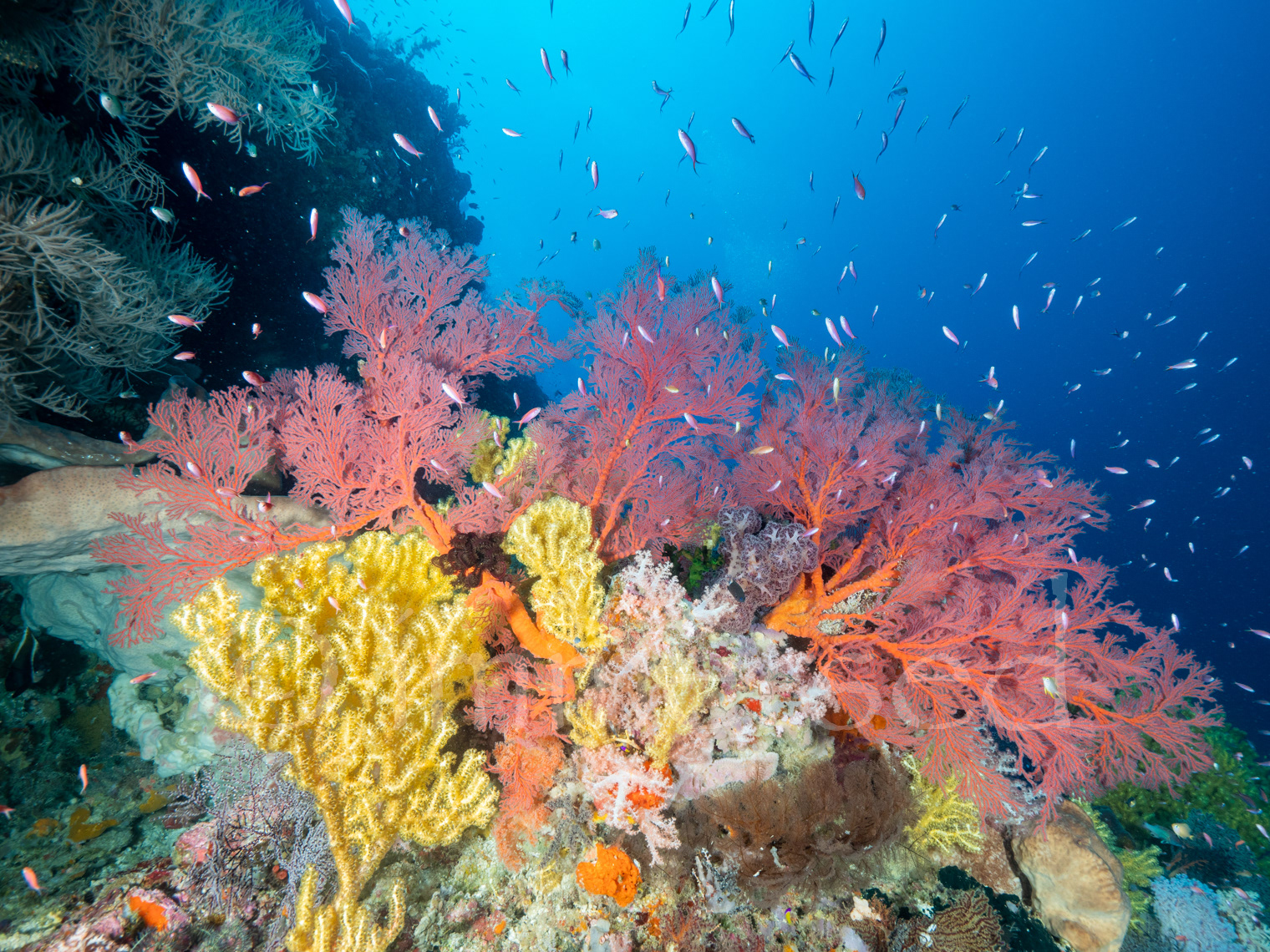soft coral fans at Kalapa