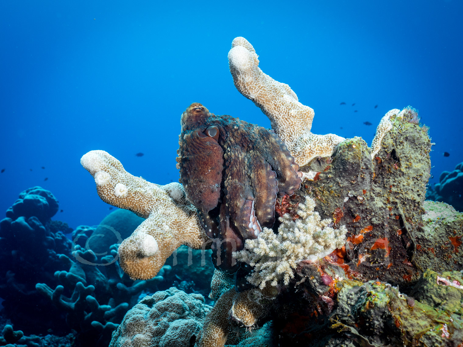 octopus at Nil Desperandum