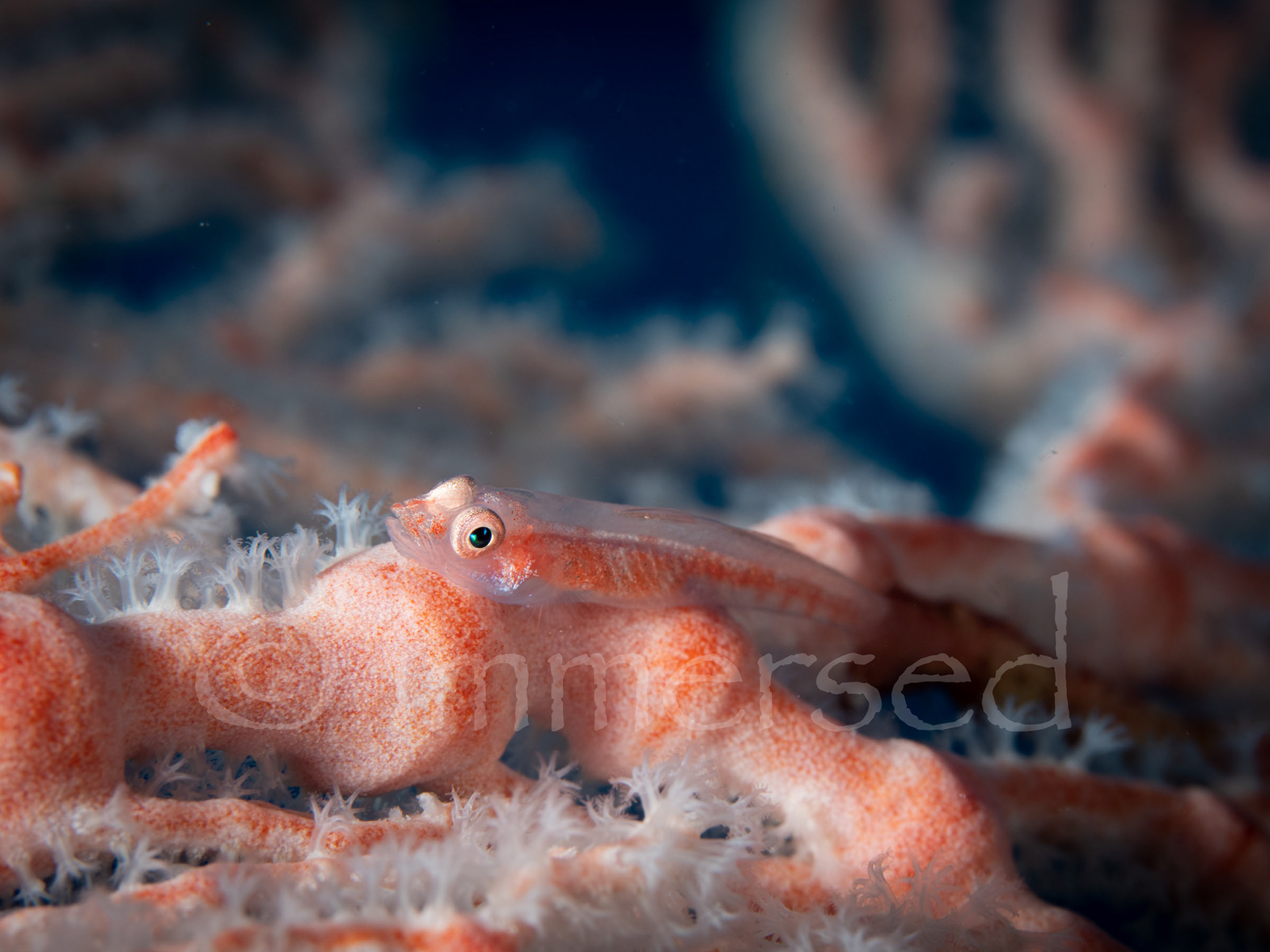 Ghostgoby - Steve's Bommie