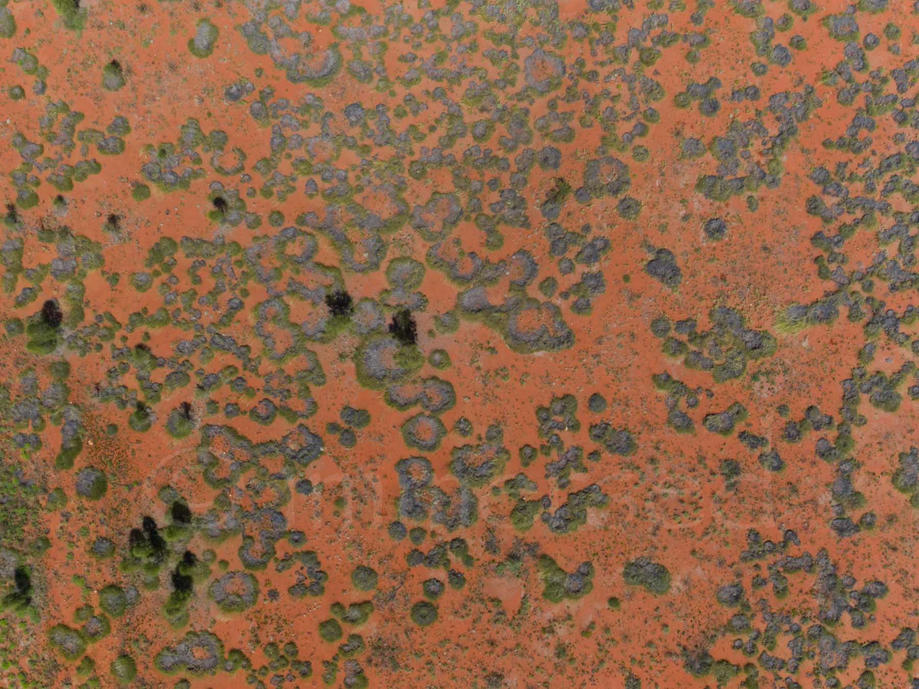 spinifex