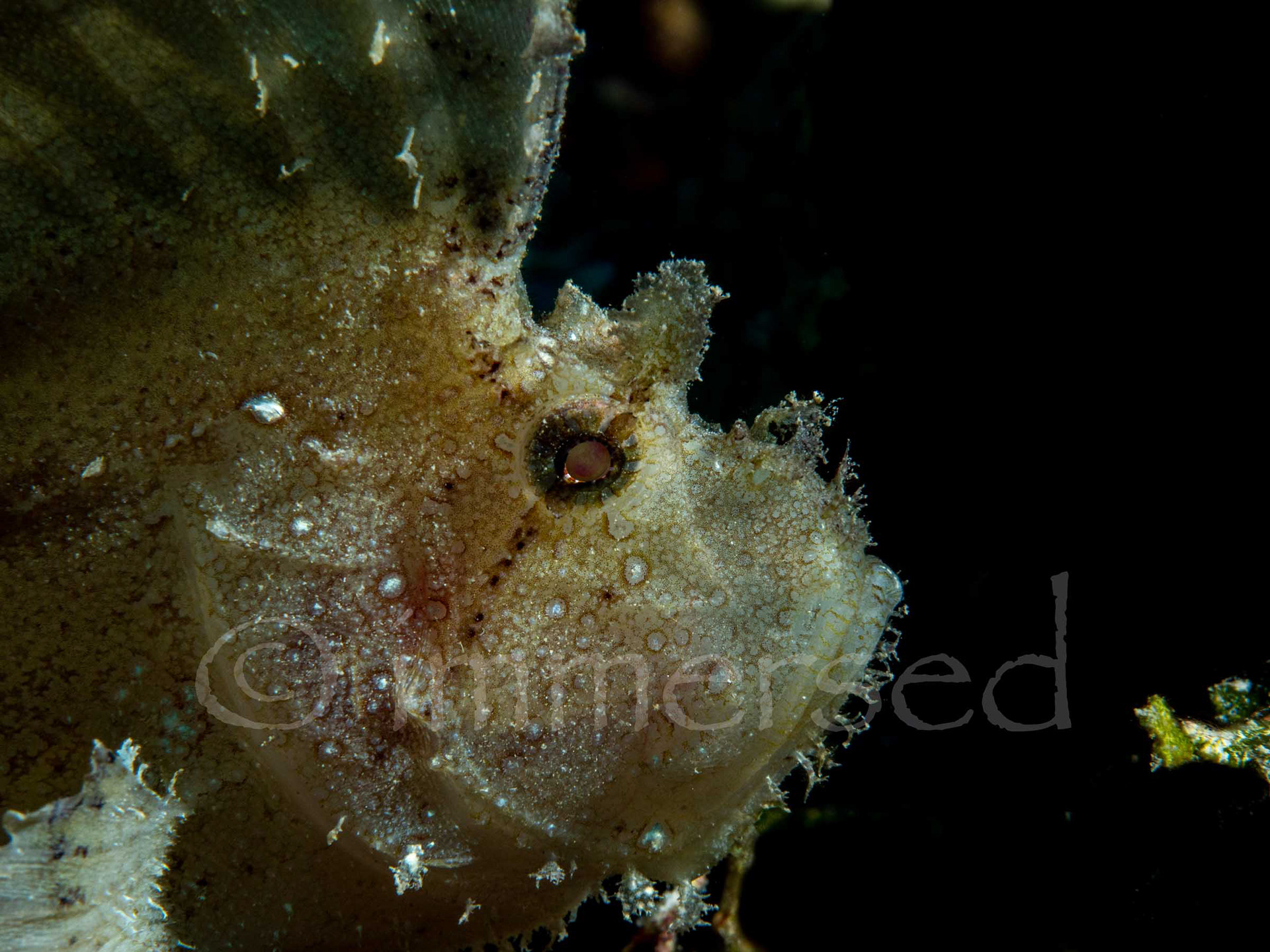 leaf Scorpionfish