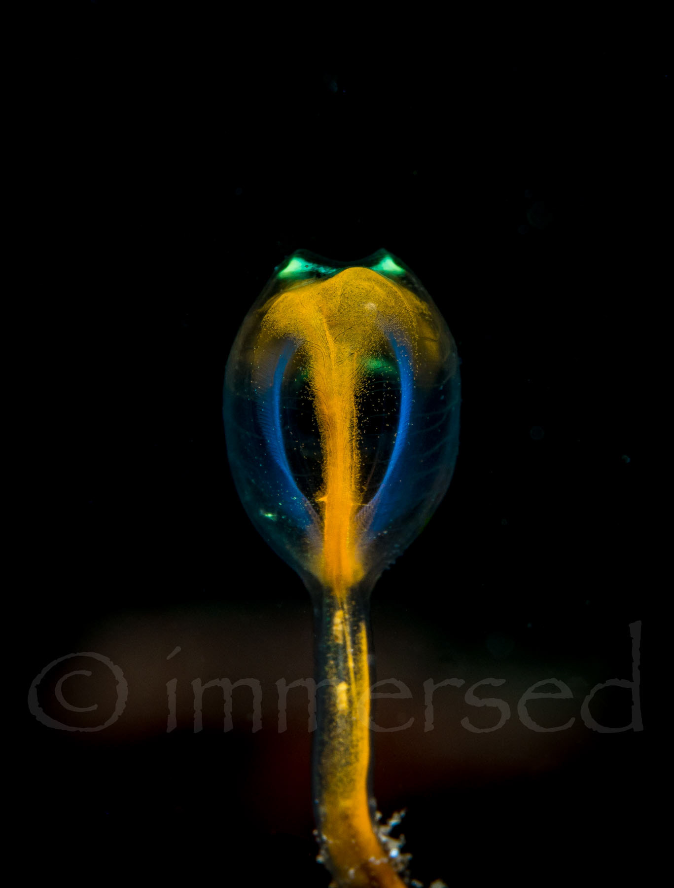 tunicate