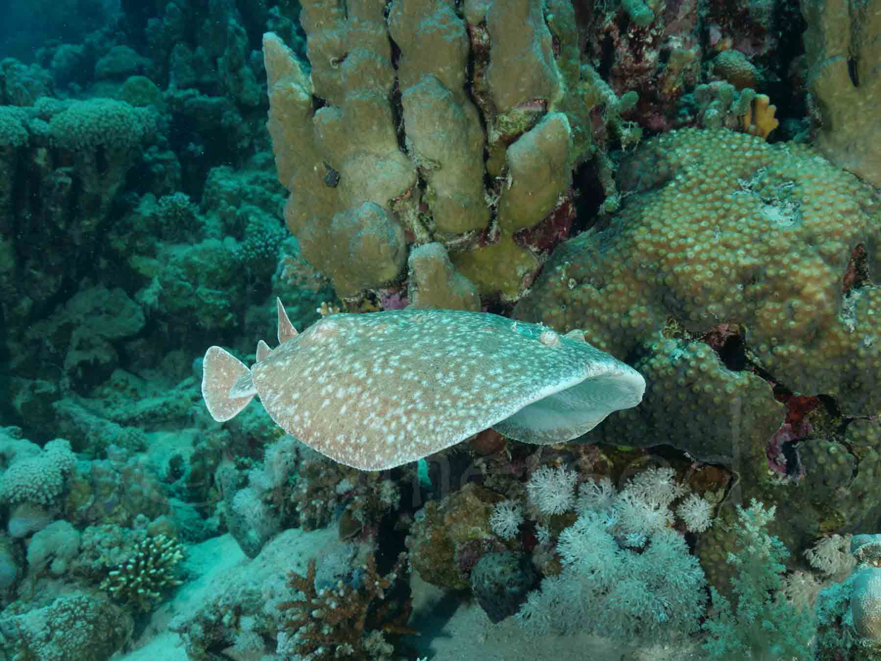 torpedo ray (electric)