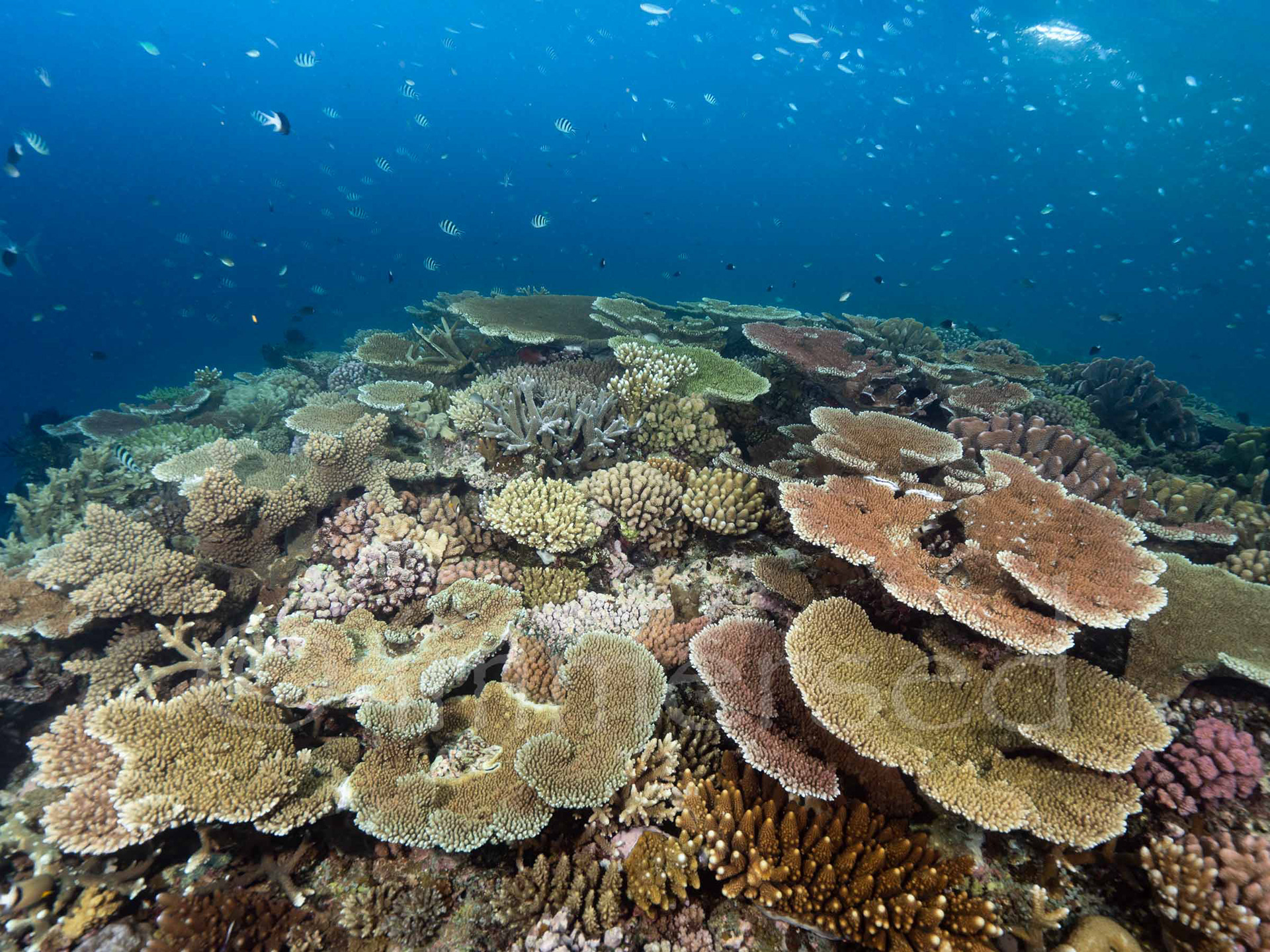 The Ribbon Reefs