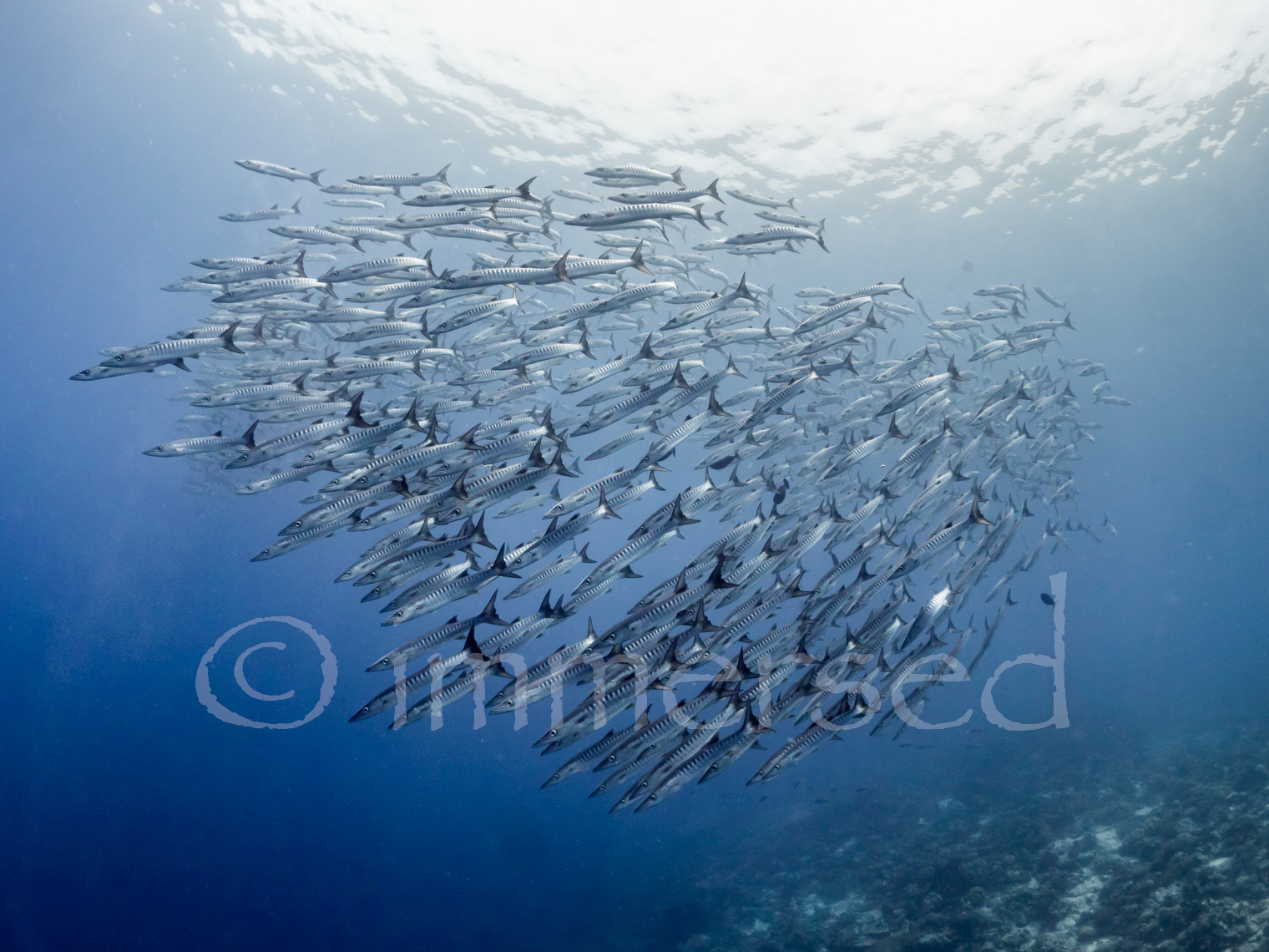 barracuda at Dawera Island