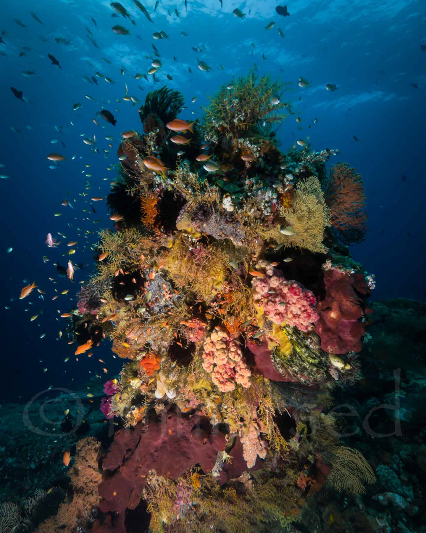 Wakatobi bommie