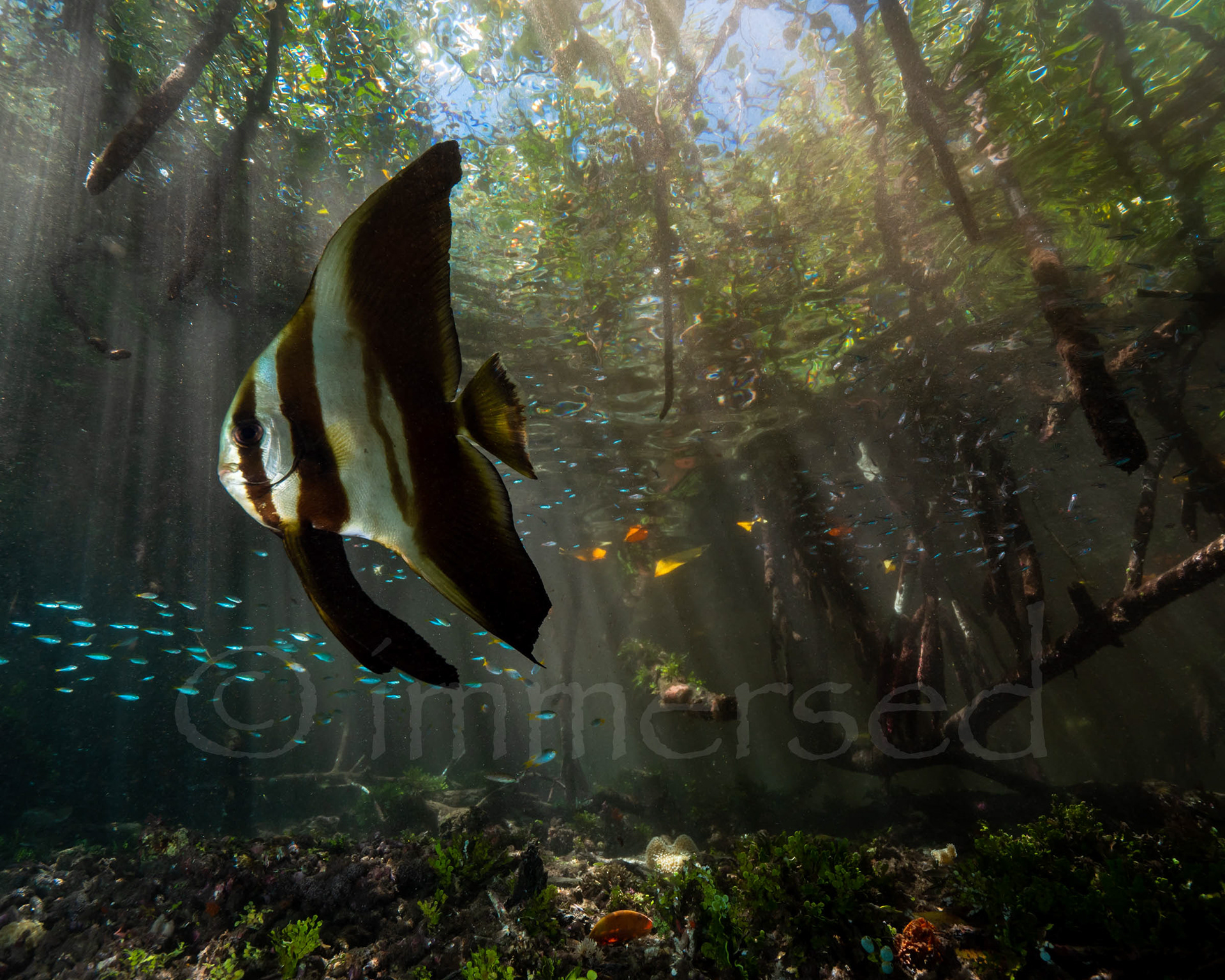 in the mangroves, Raja Ampat