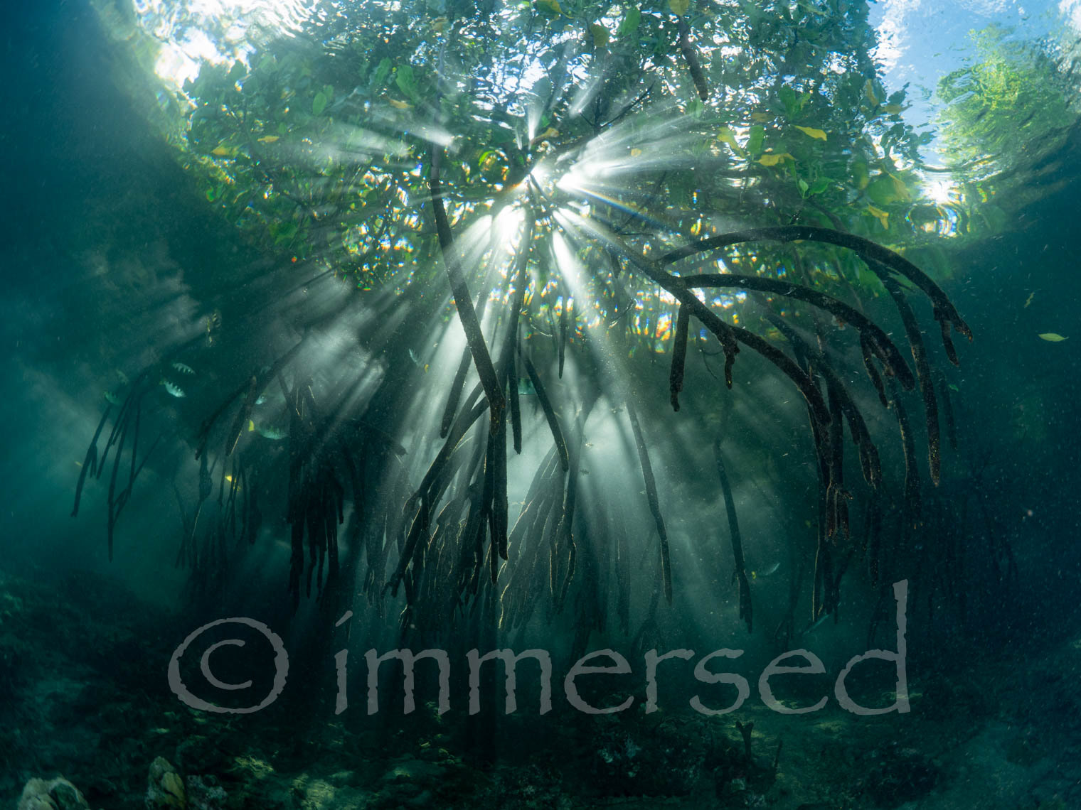 Archer fish in the mangroves