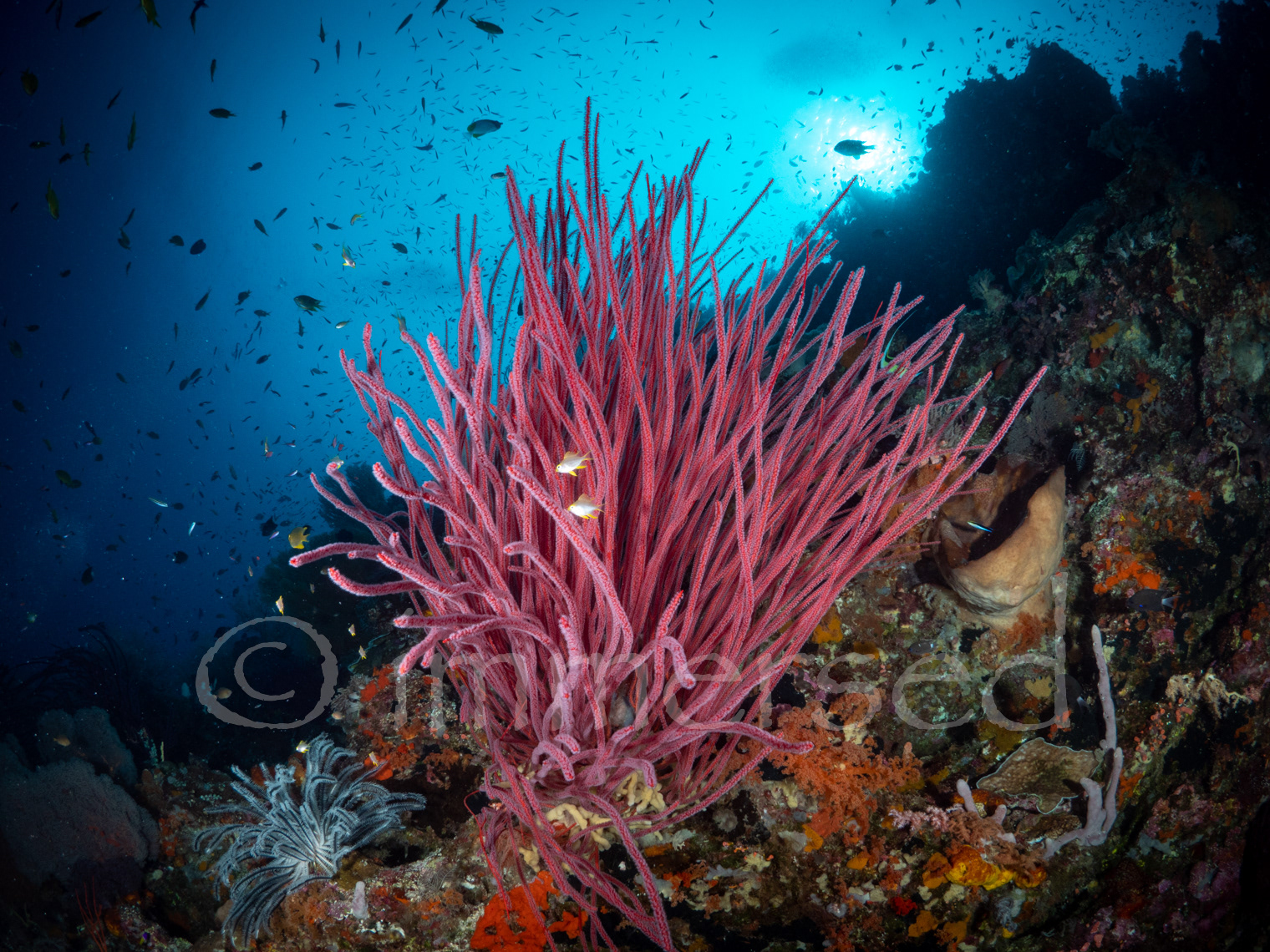 red whip coral at Dawera