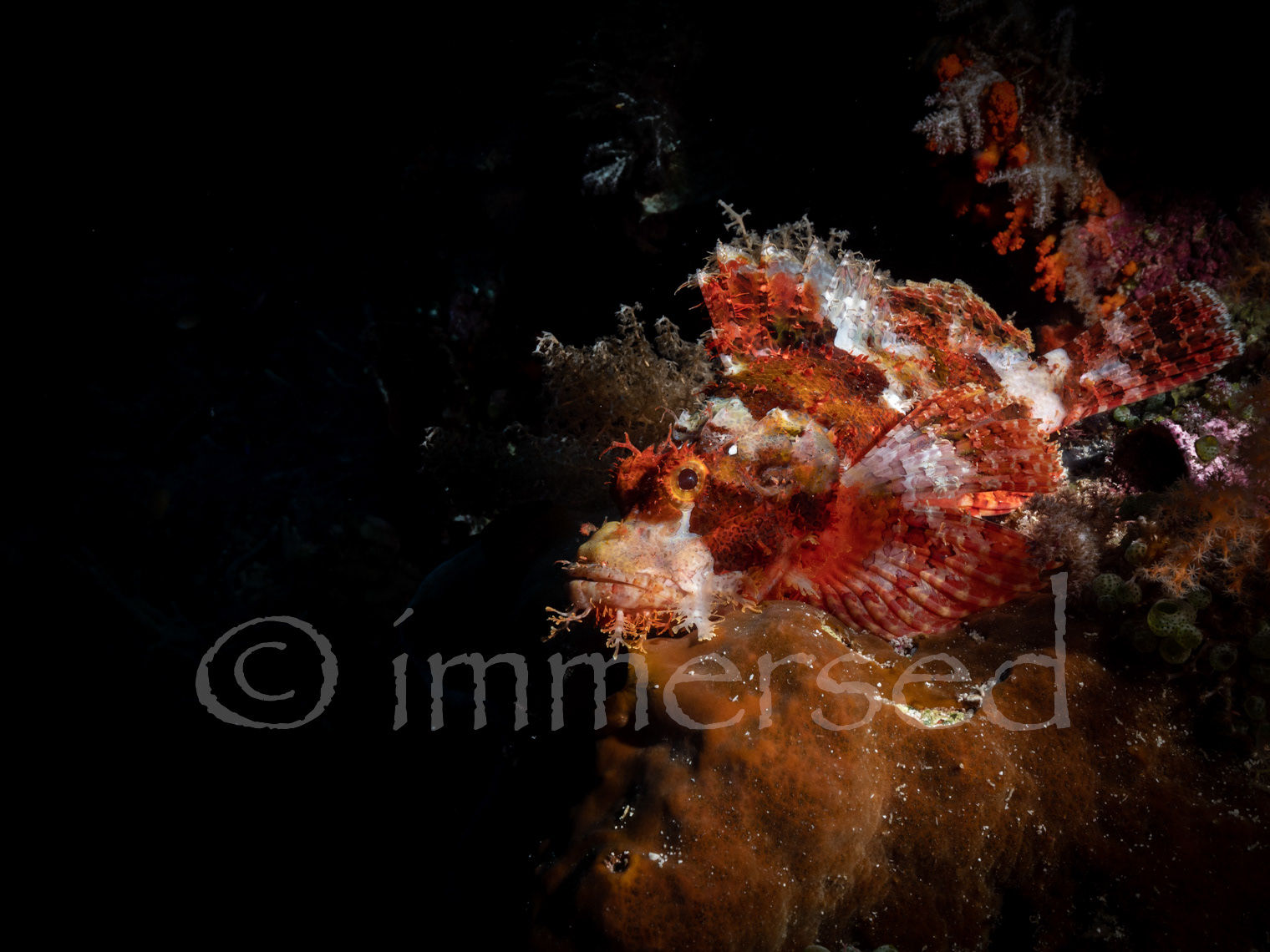 scorpionfish at Dawera Island