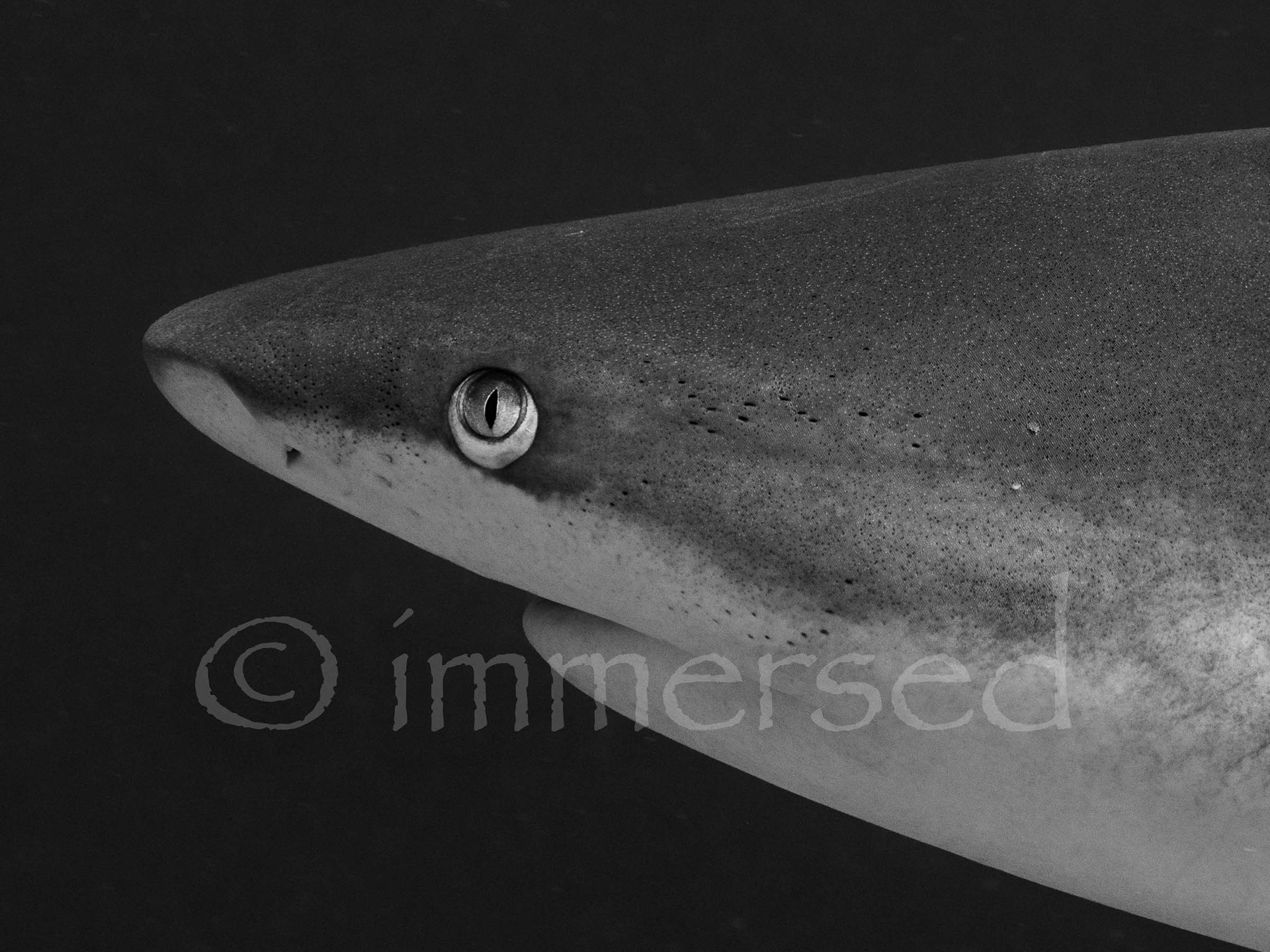Grey Reef Shark at Osprey Reef