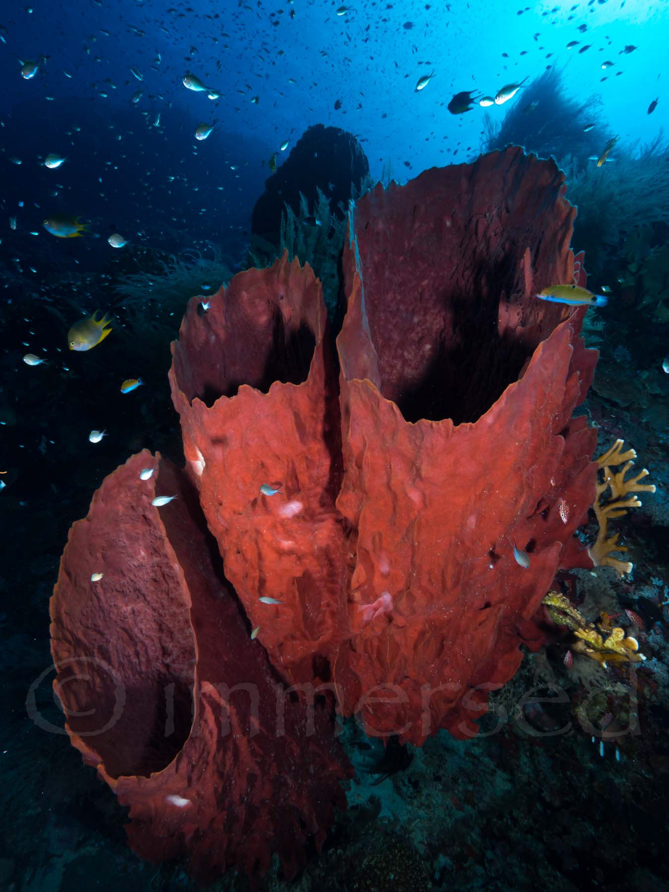 Barrel sponge, Banda Sea