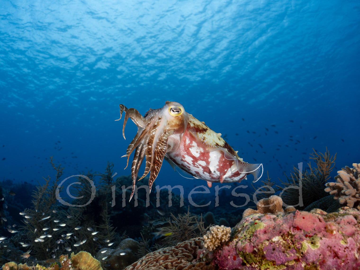 cuttlefish at Romang island