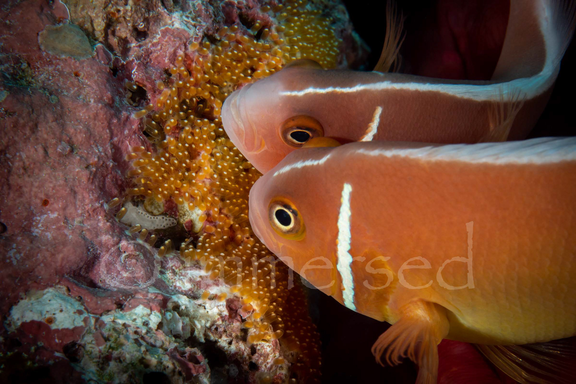 Mum and Dad Pink anemone fish - Steve's Bommie