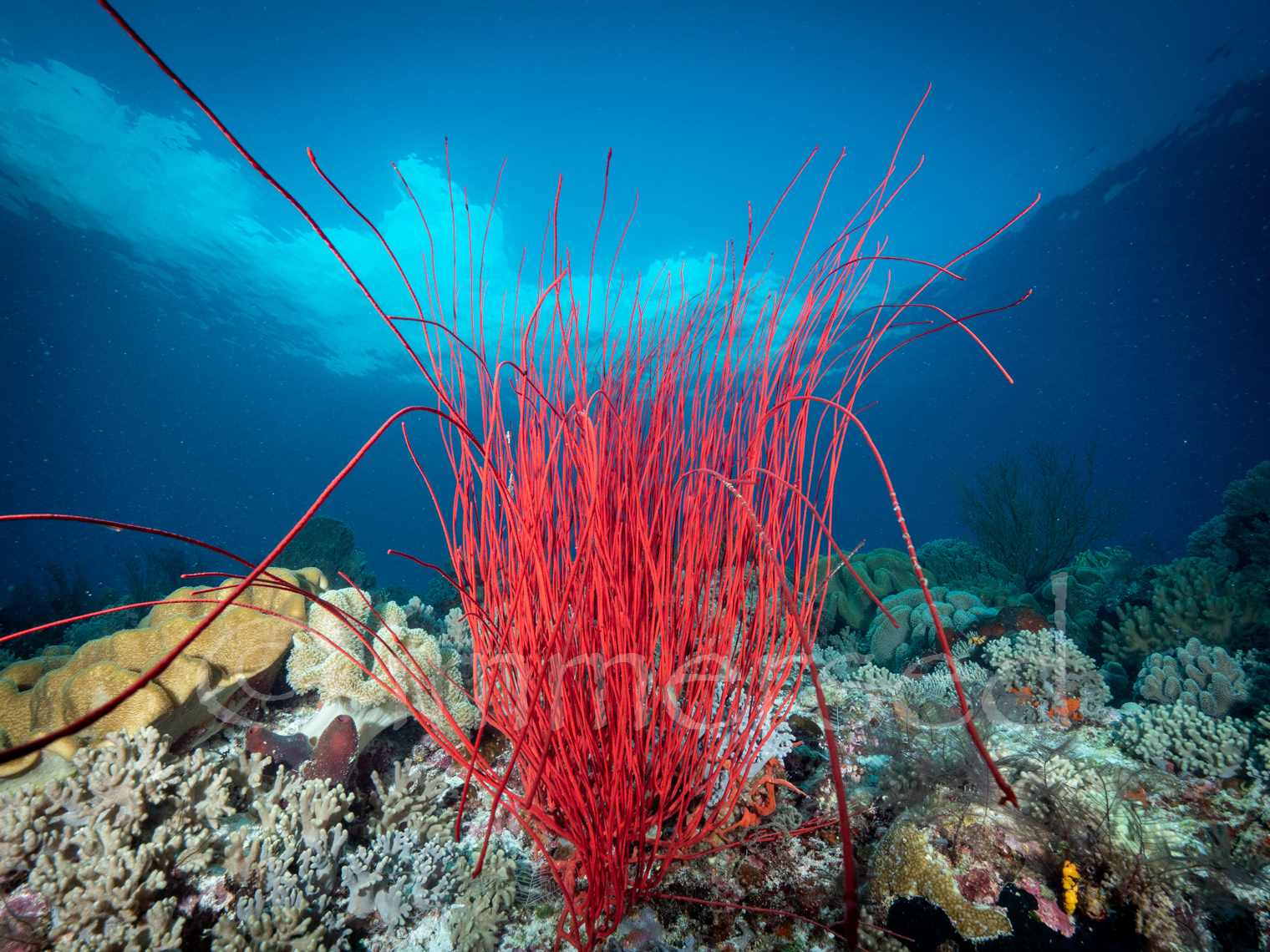 red whip coral at Kalapa