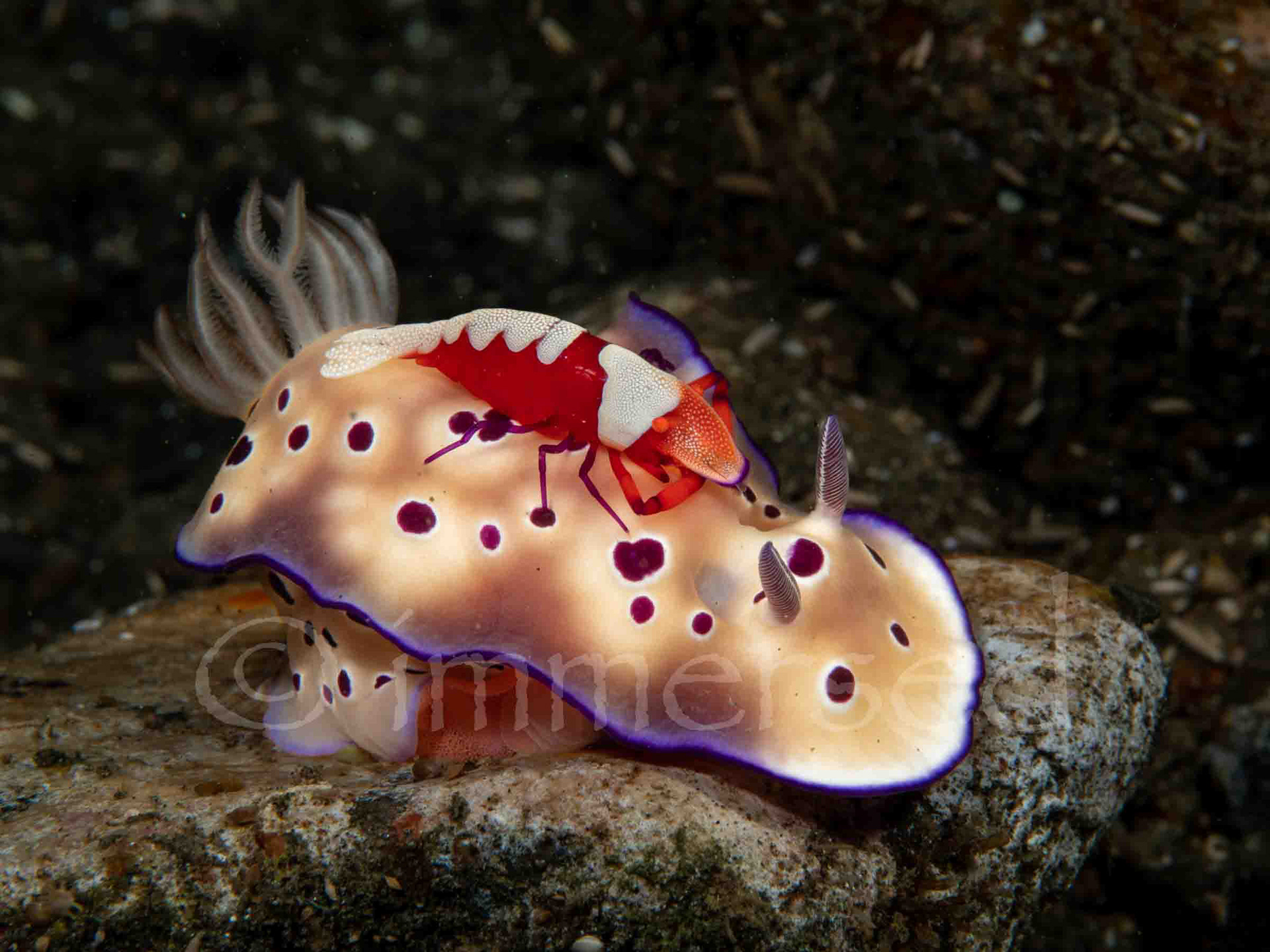 emperor shrimp piggy back
