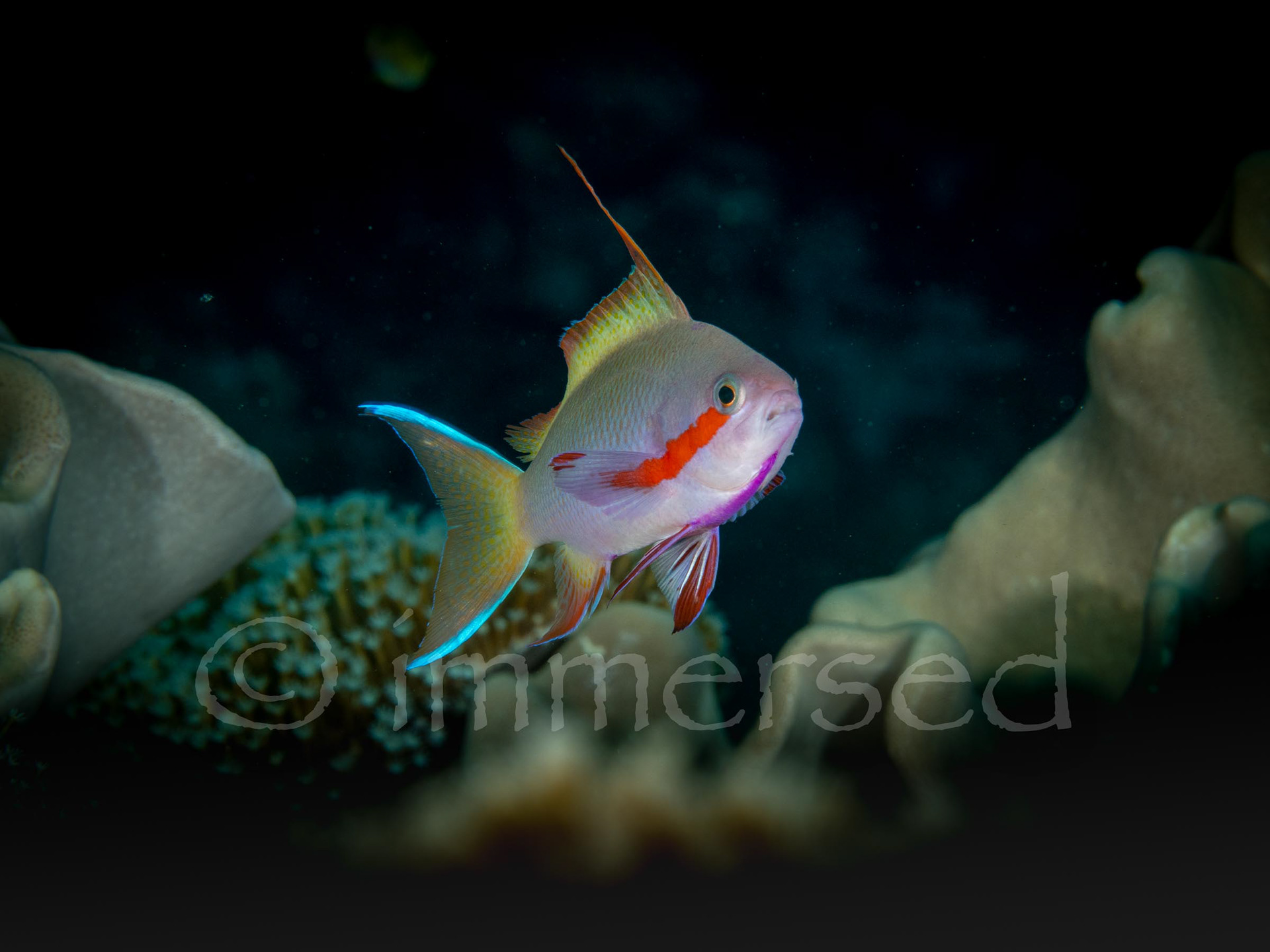 anthias