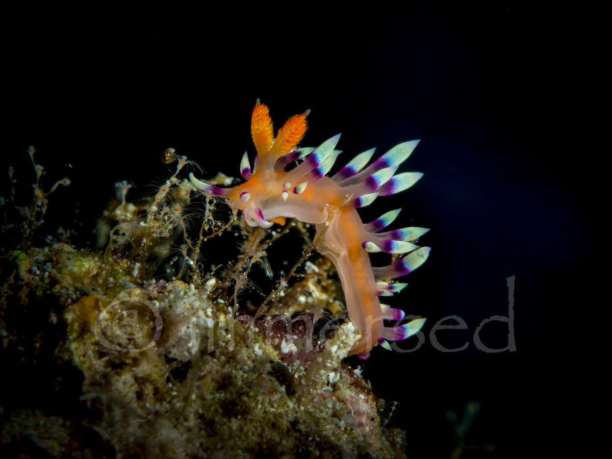 Flabellina sp.