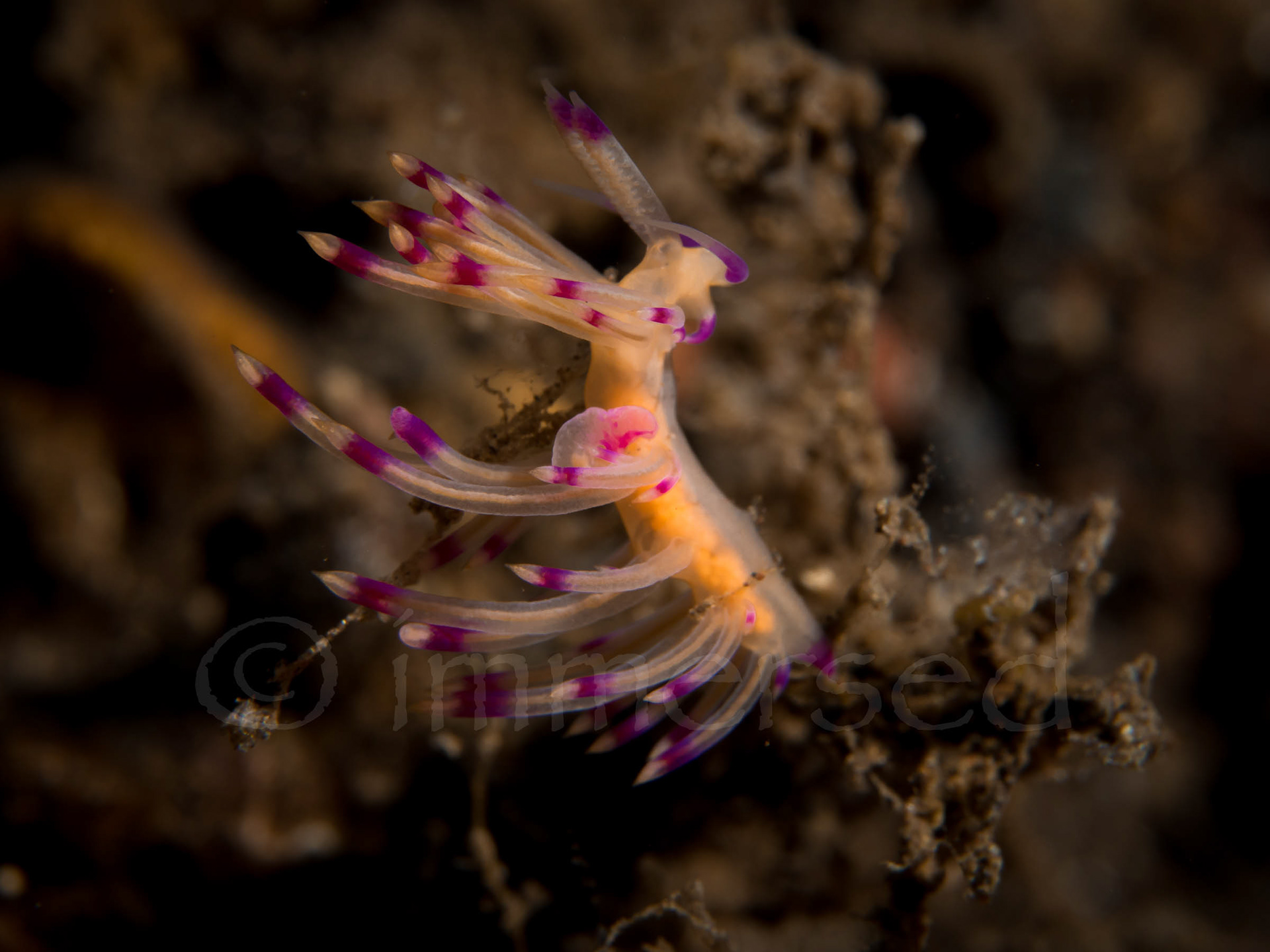 flabellina sp.