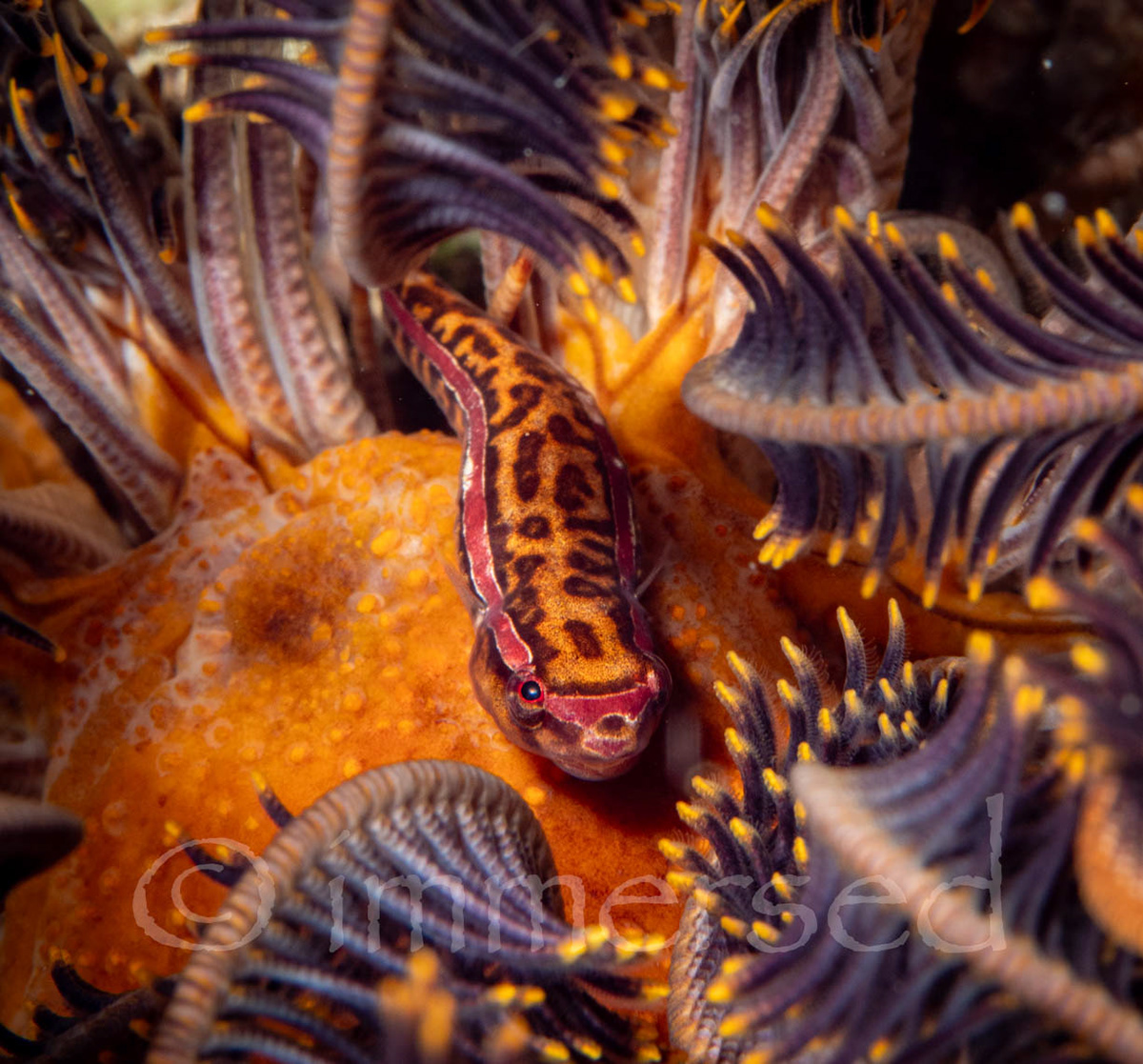 clingfish