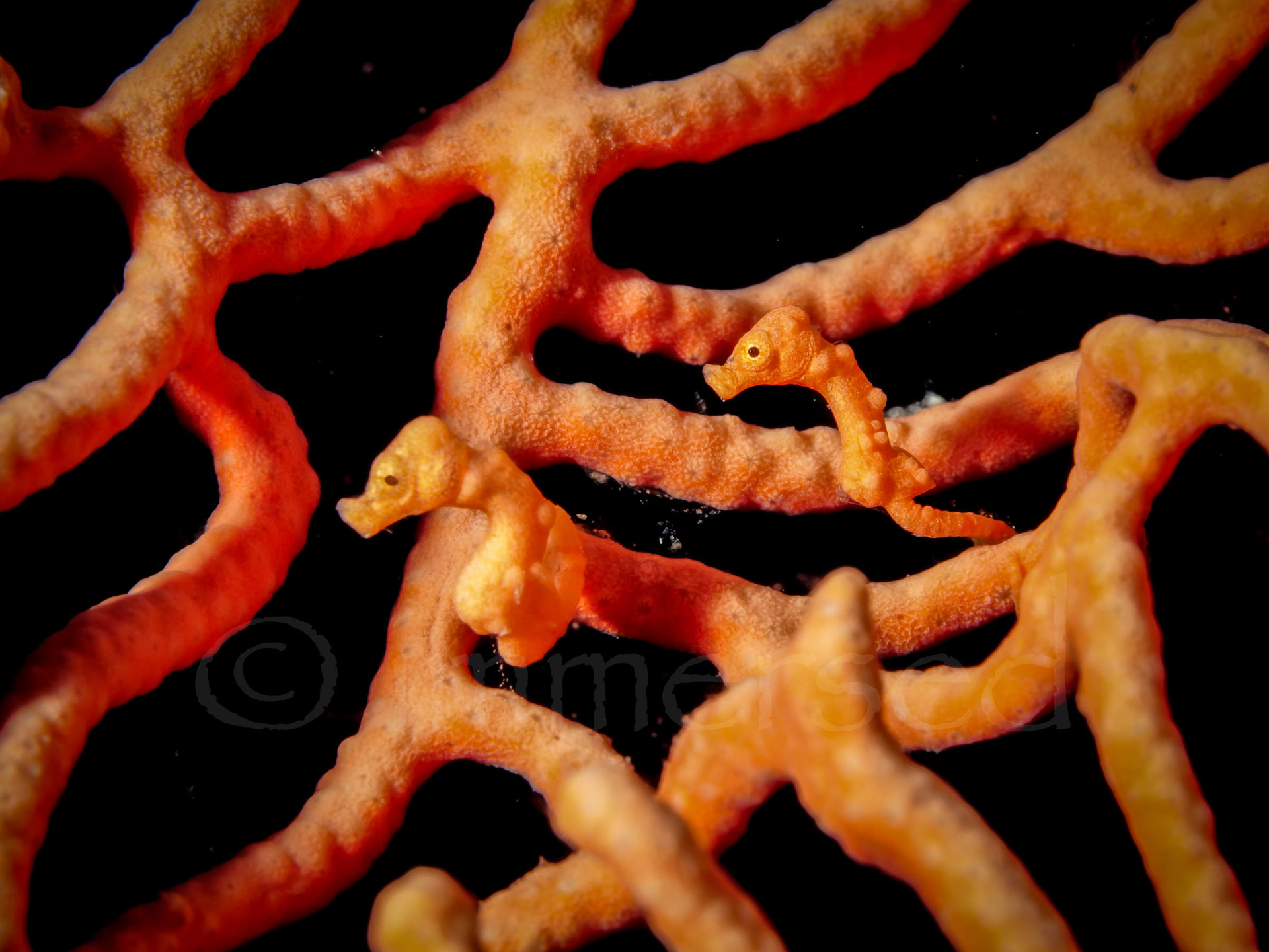 Denise's pygmy seahorses