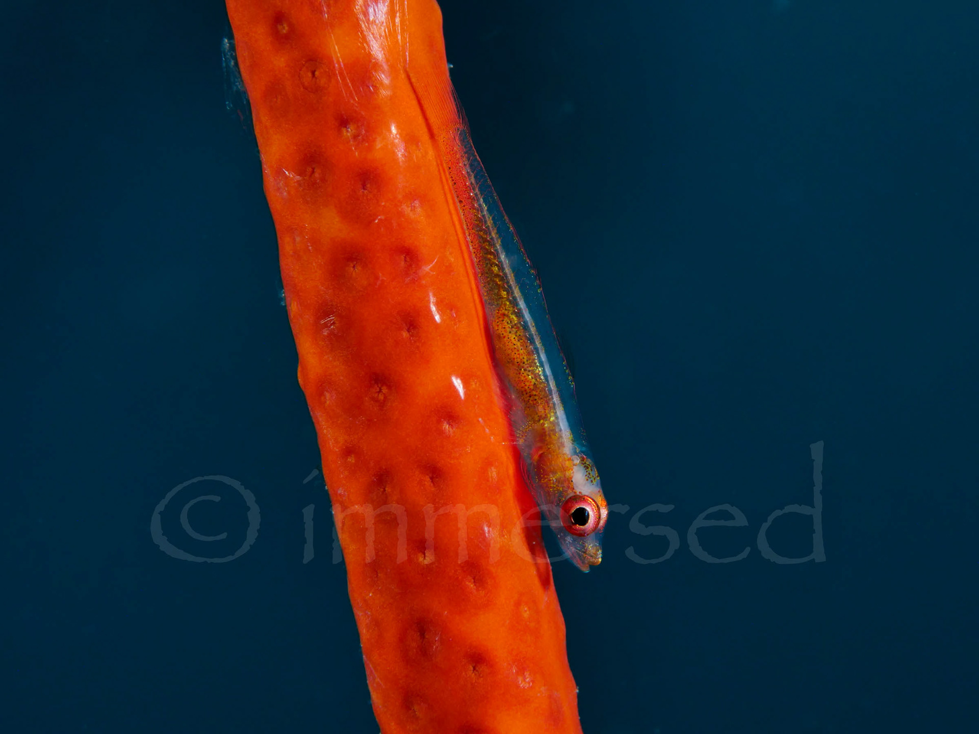 whip coral gobywhip coral goby