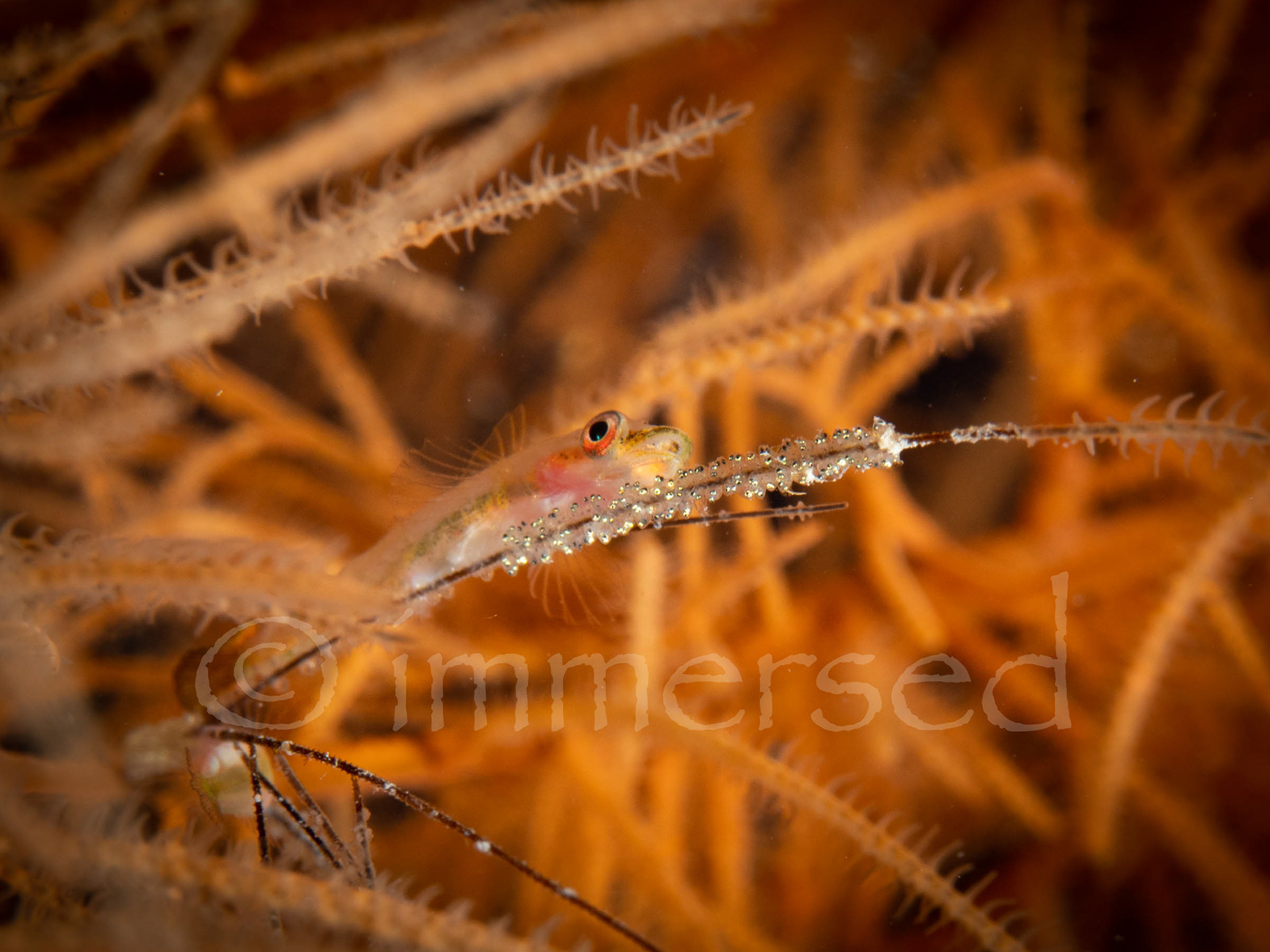 black coral bush goby with eggs - Crack-a-jack