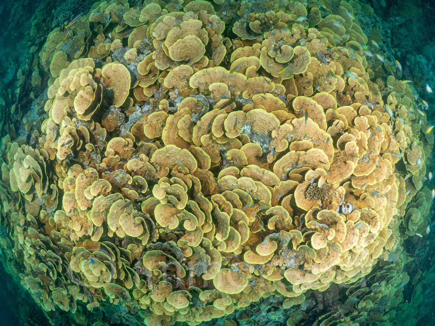hard coral reef next to the Mavis