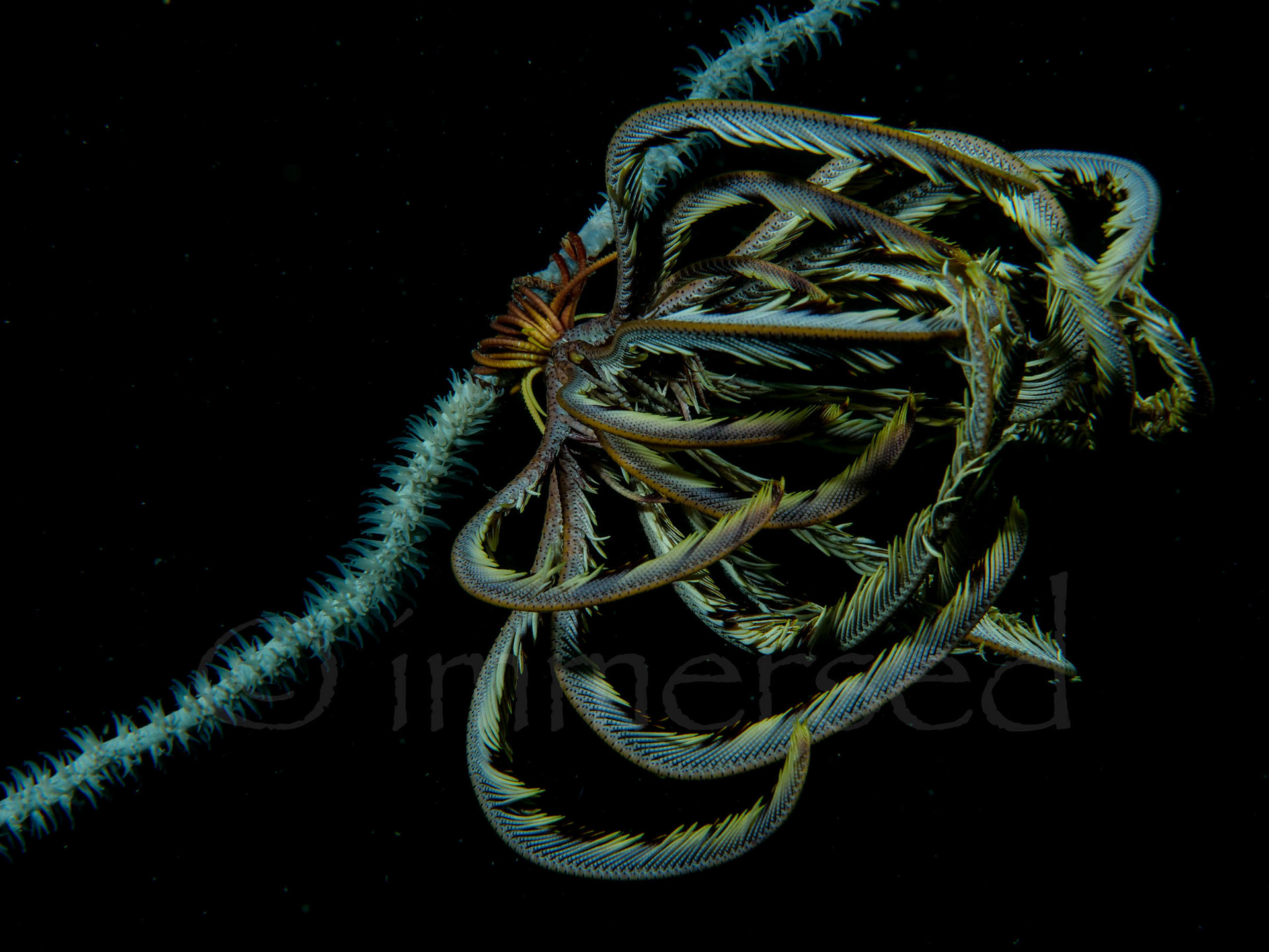 feather star
