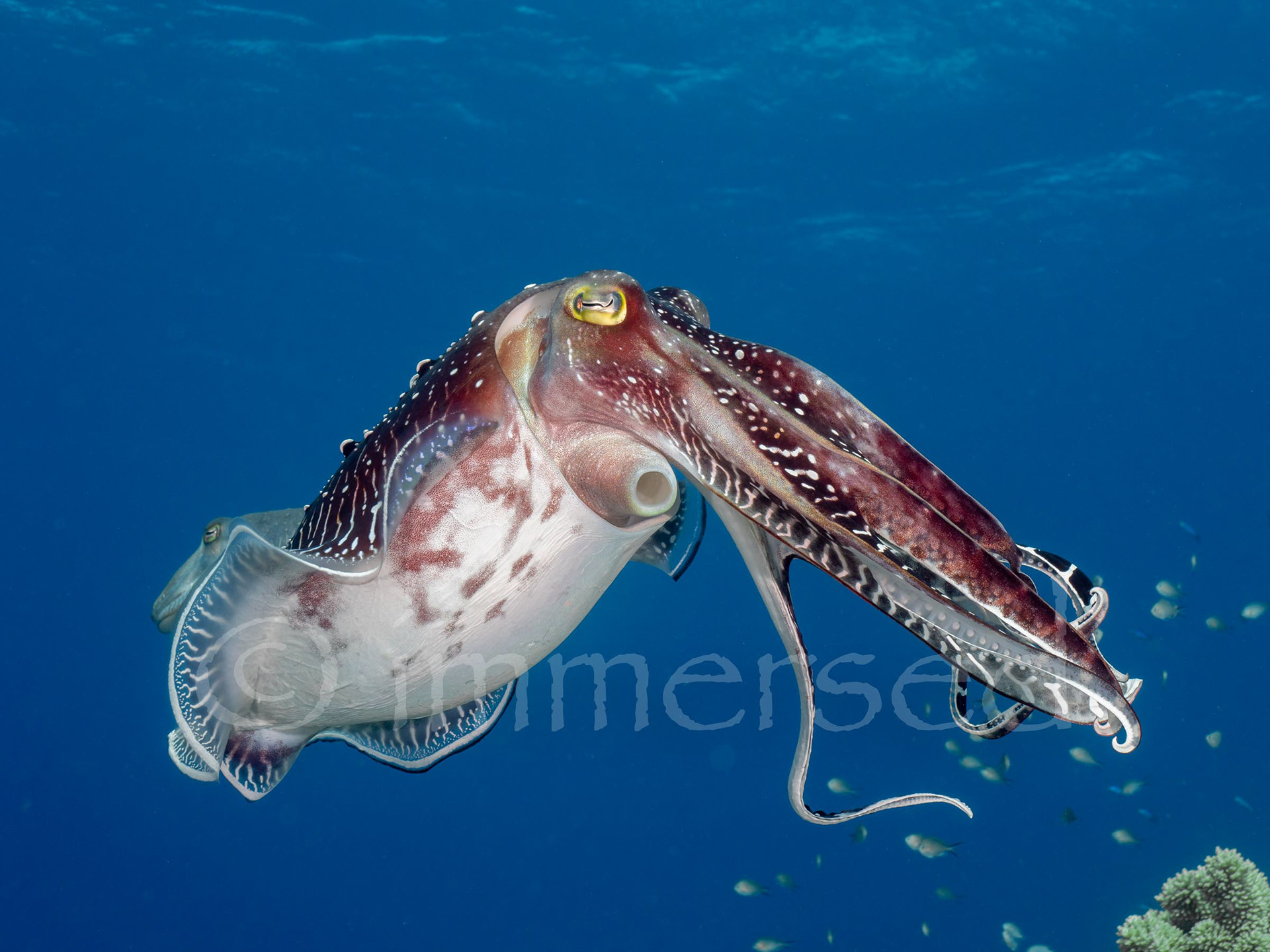 male cuttlefish - Coral Kingdom