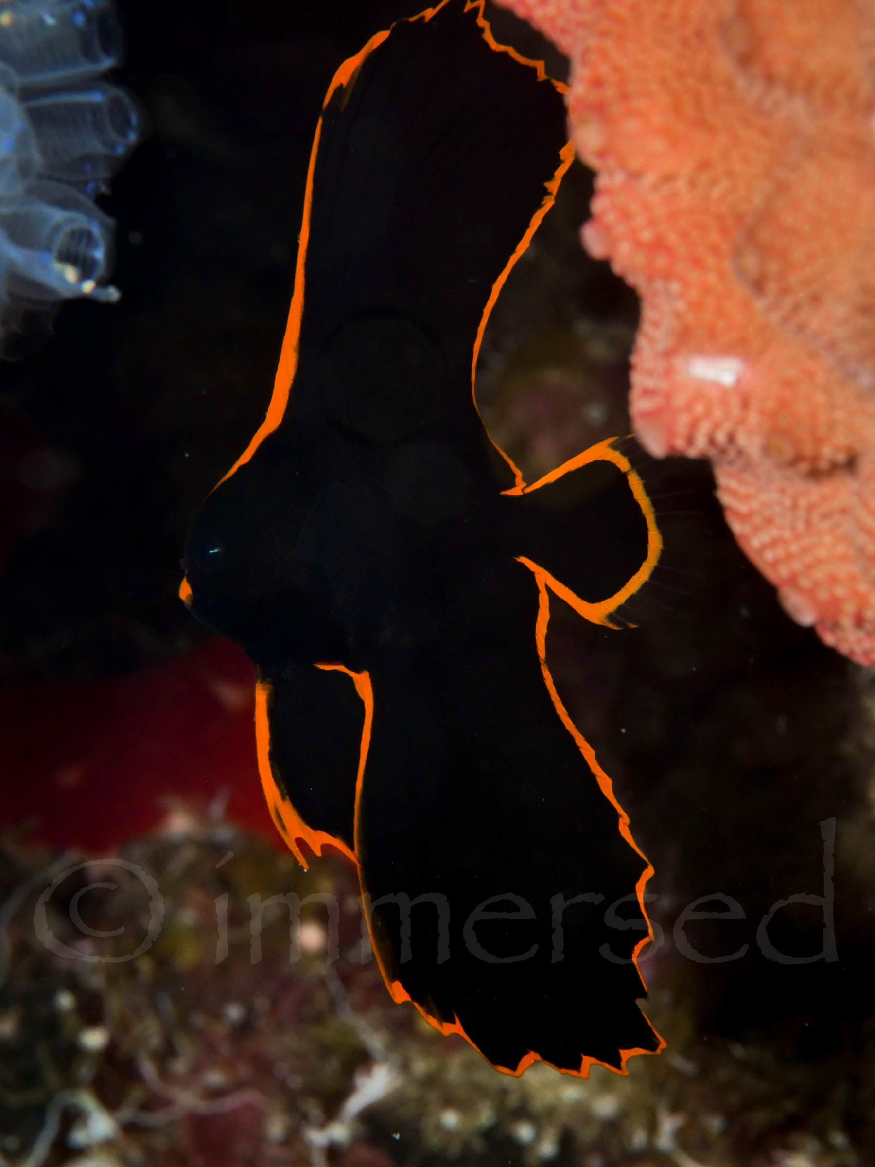 juvenile pinnate batfish