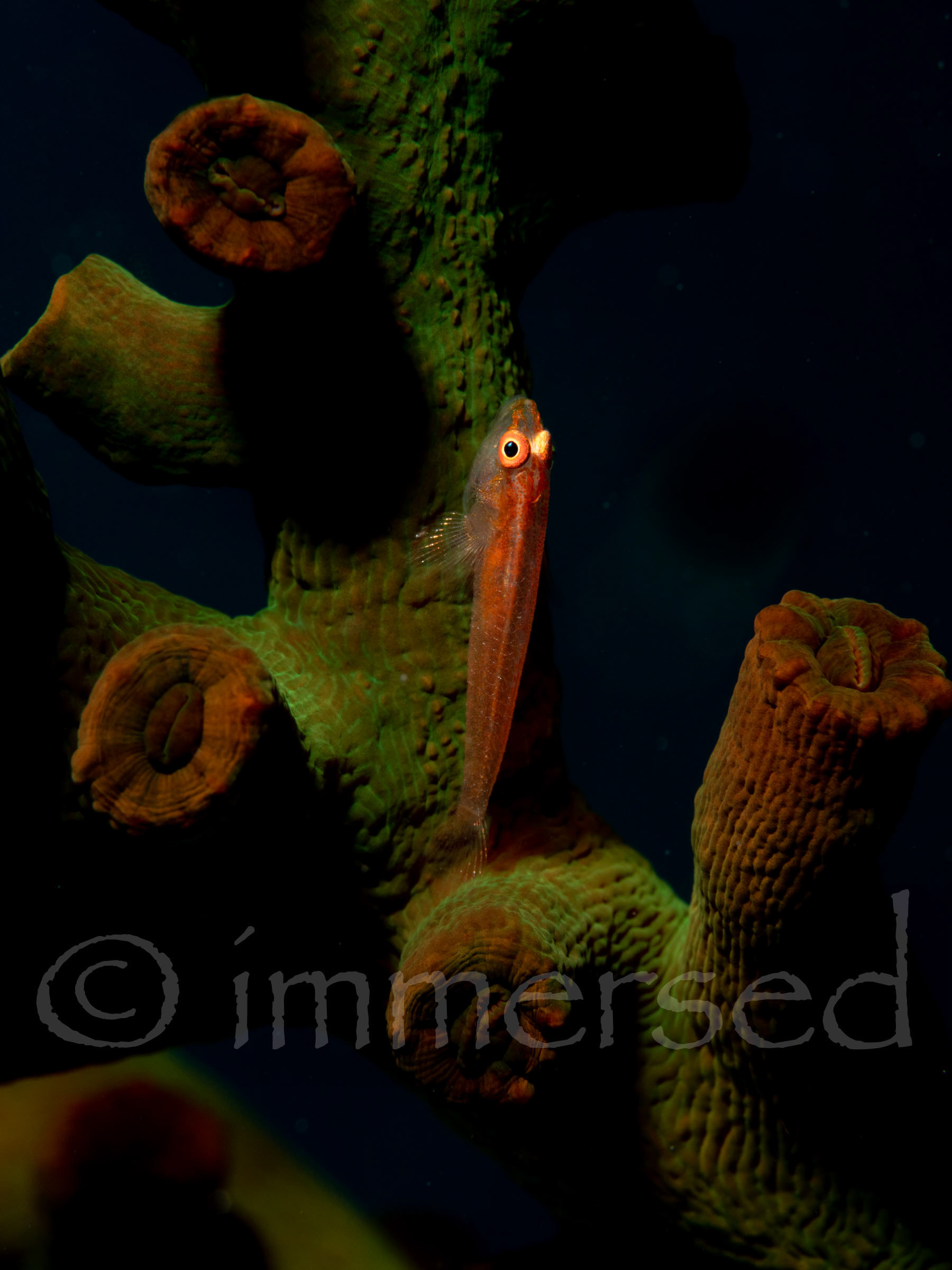 green tubastraea coral