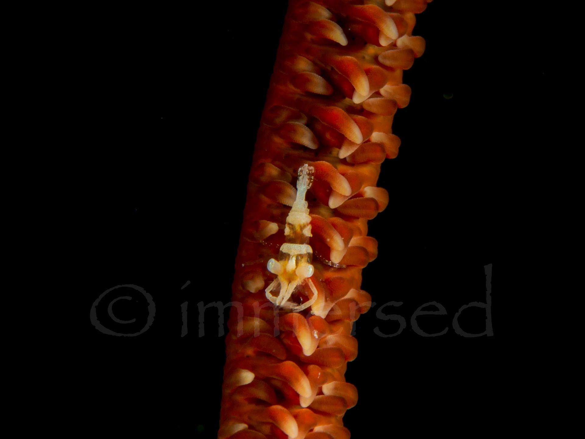 whip coral shrimp