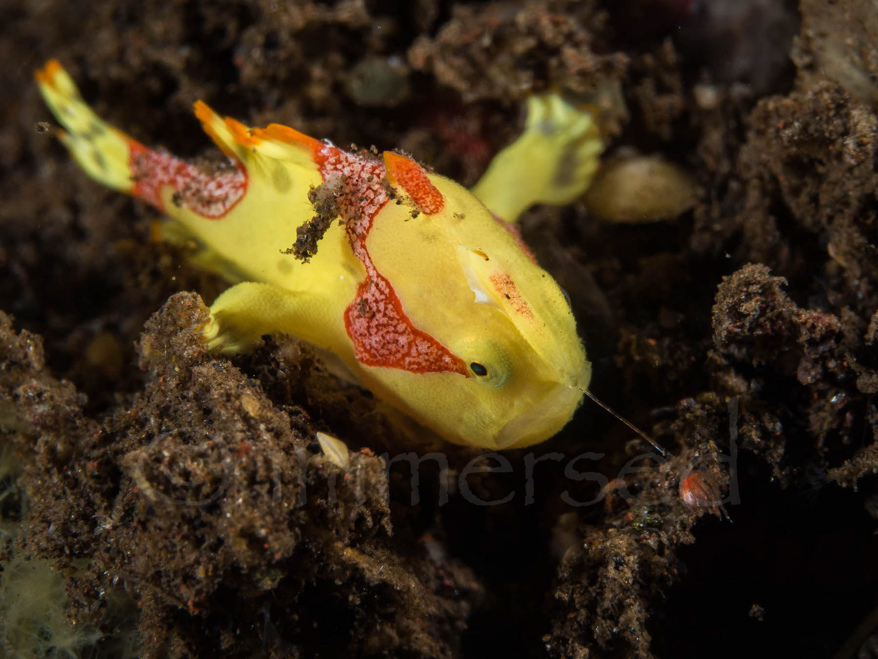 juvenile painted frogfish