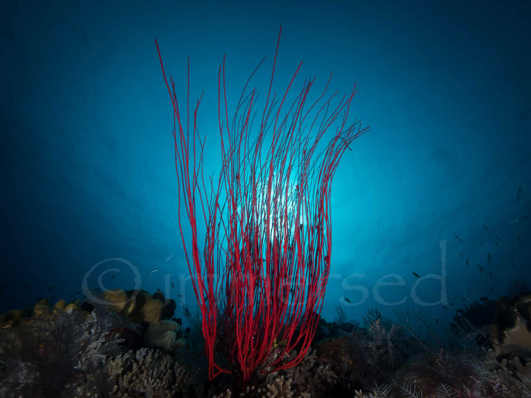 cluster whip coral 