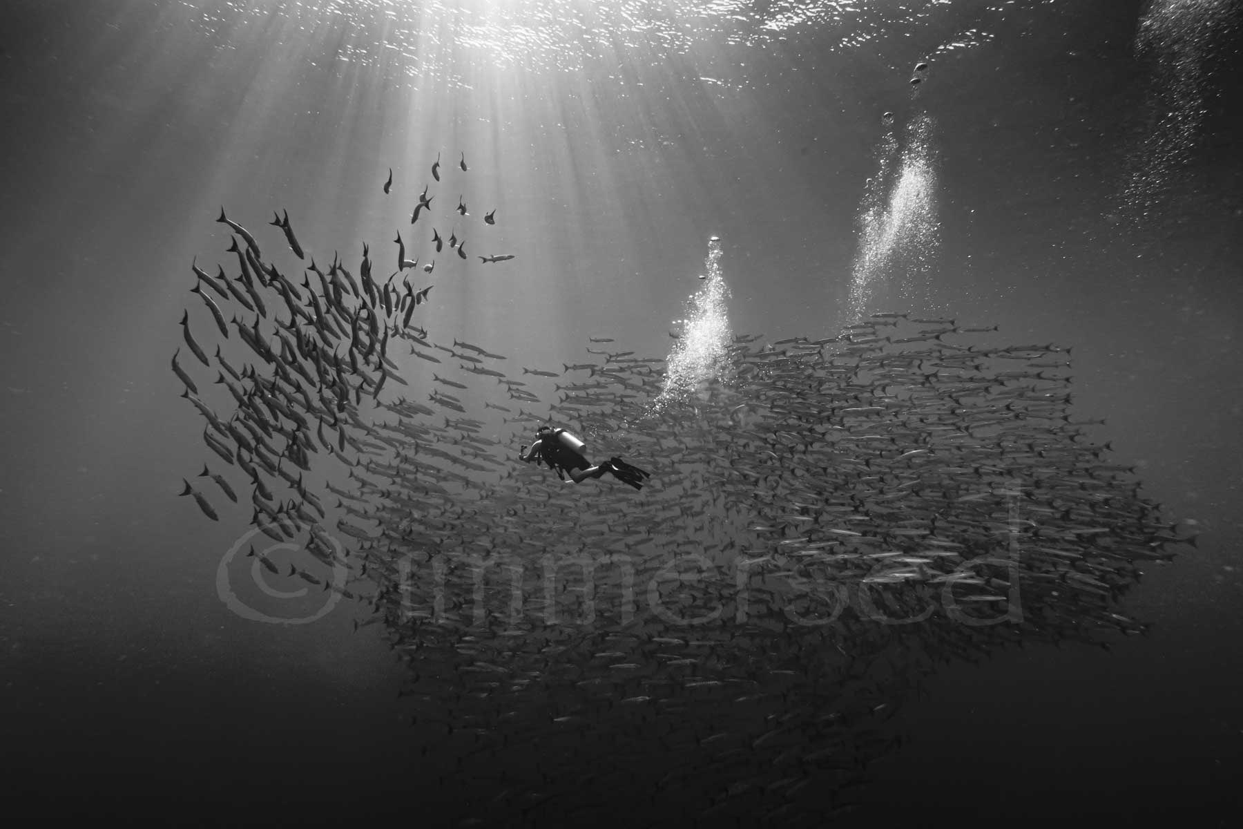 Jason with the barracuda, Dai Island
