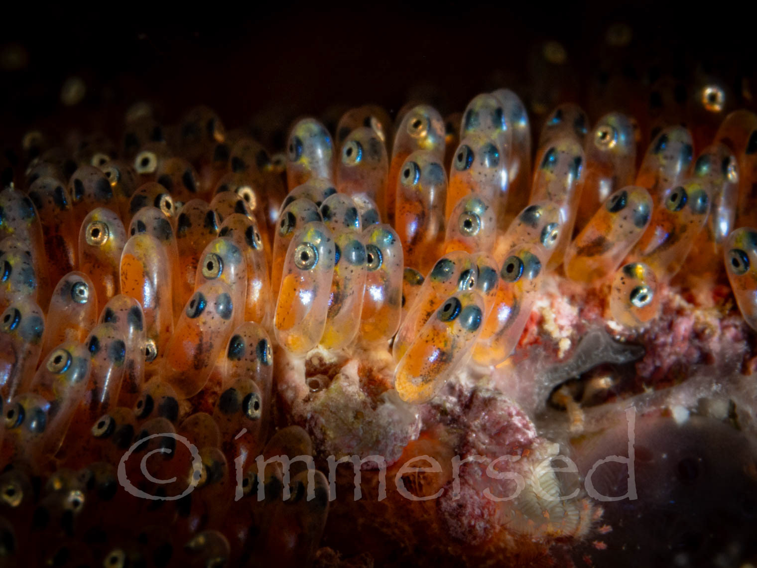 anemonefish eggs